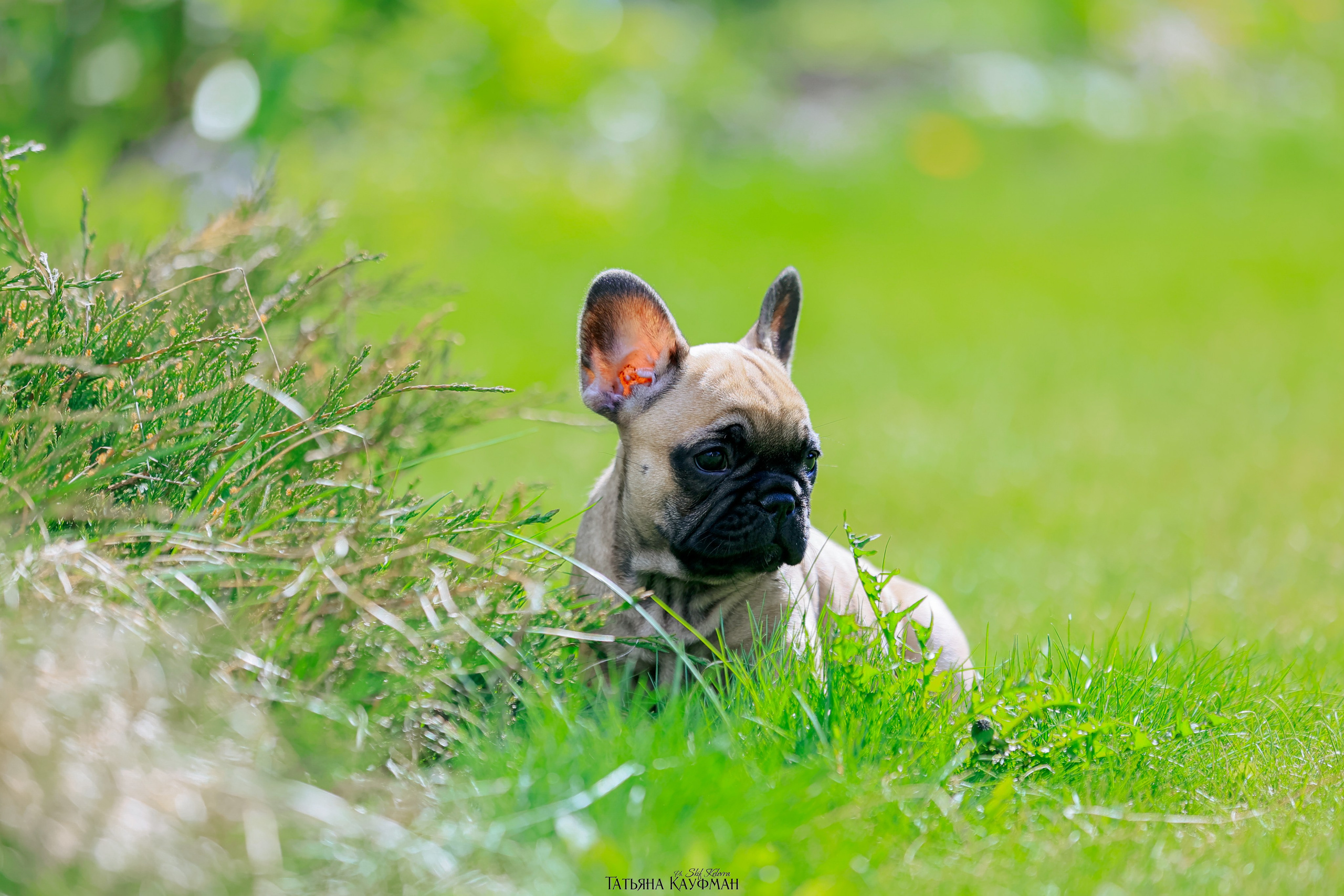 Французский бульдог, фотография французского бульдога, щенки бульдога, щенки французского бульдога, красивая собака, фотограф анималист, фотокурс Анималистика, научиться фотографировать собак, фотограф Новосибирск