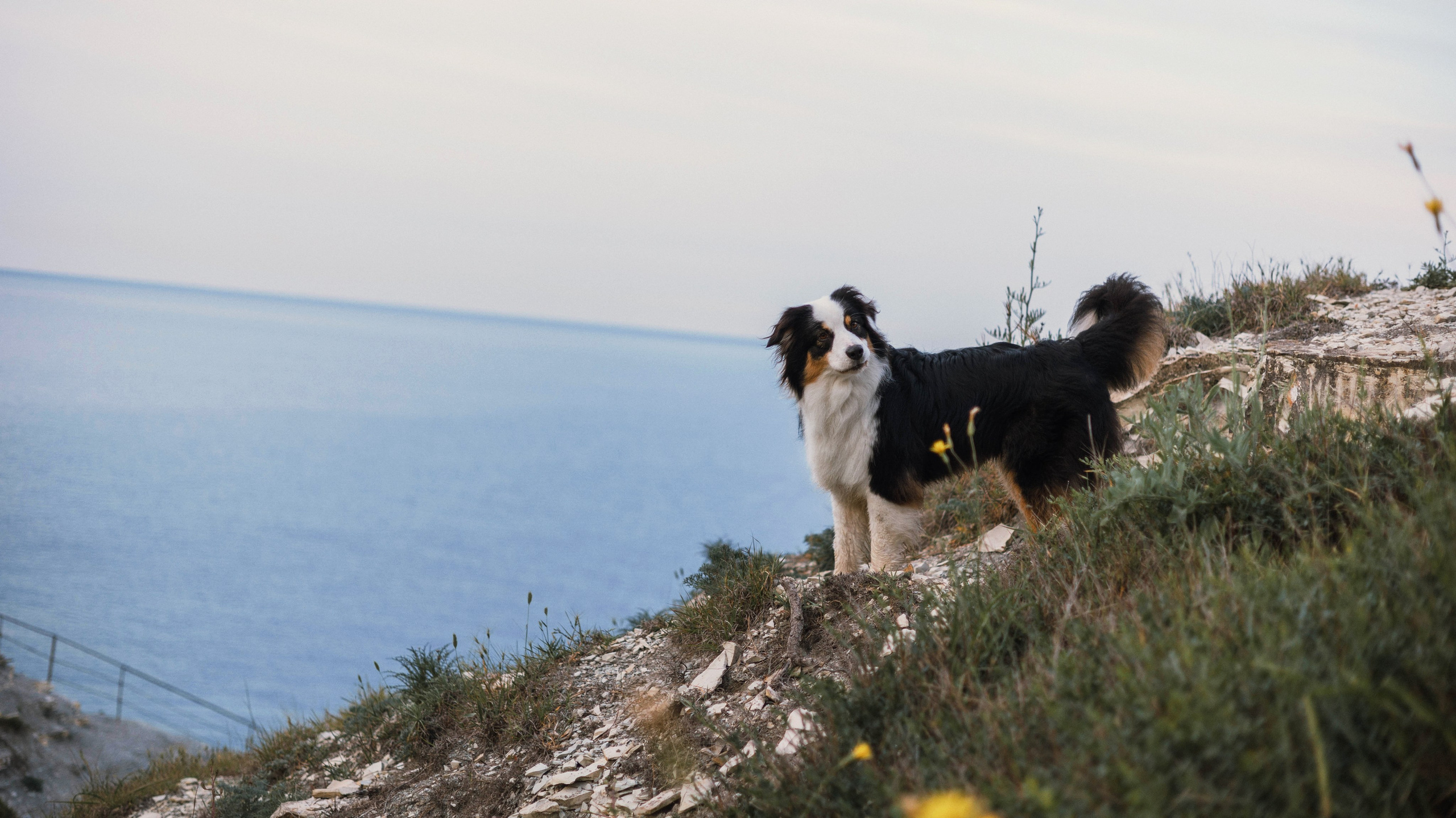Ира и Джесс. Фотограф-анималист Богданова Полина