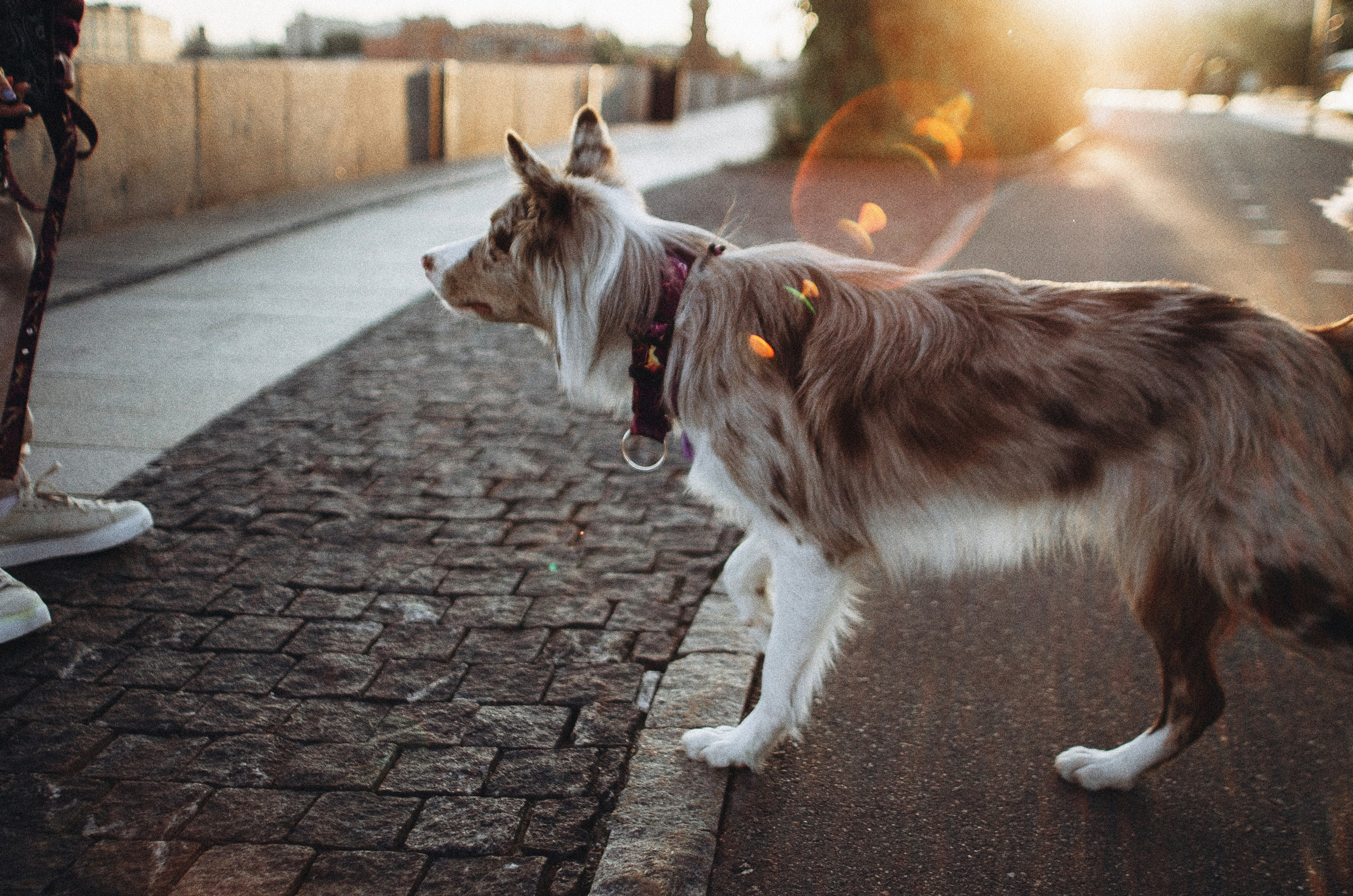 Аня и Дэймон. Фотограф-анималист Богданова Полина