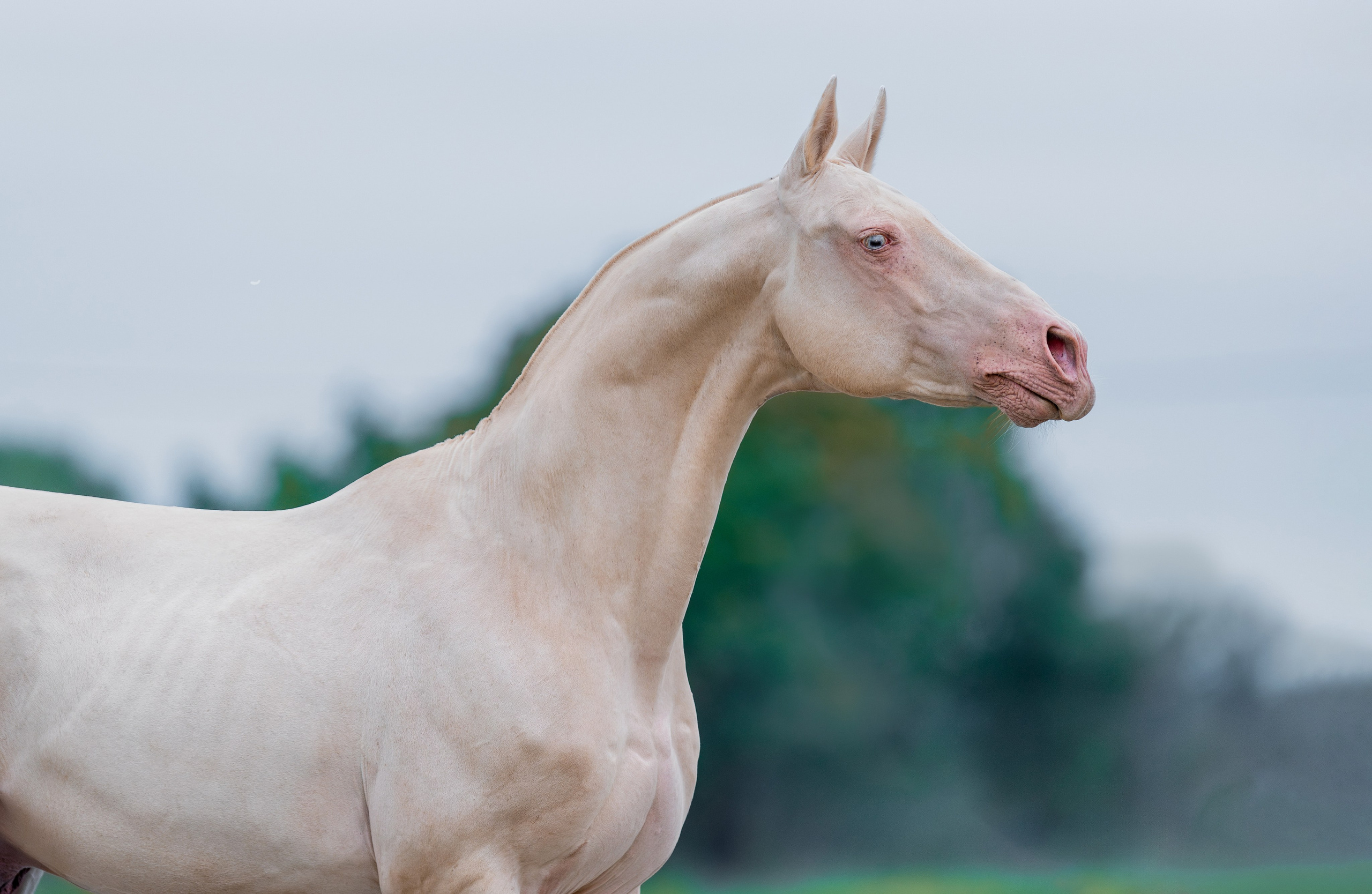На природе. Фотограф-анималист Ксендзова Кристина