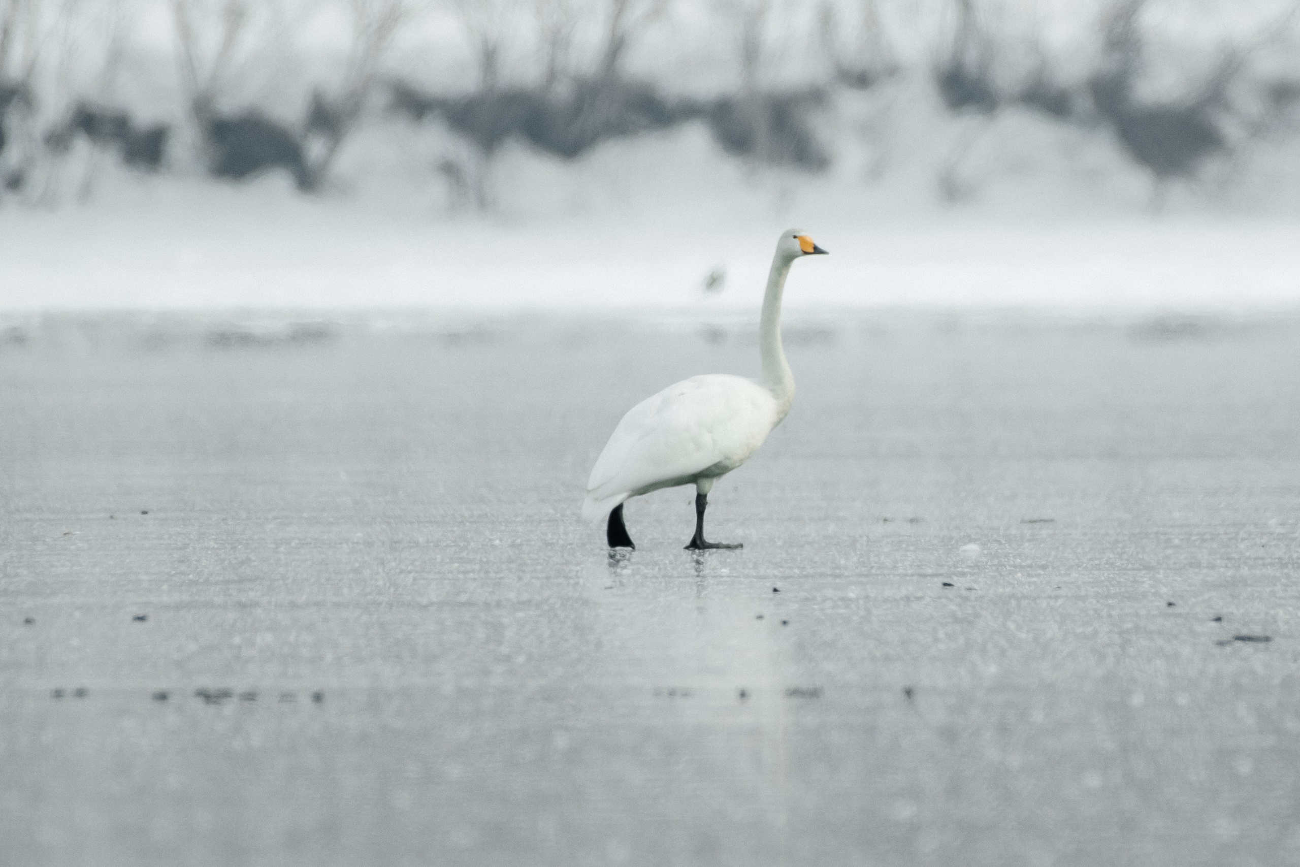 Природа. Людмила Москвичёва — Фотограф на все случаи жизни.Камчатка/Владивосток