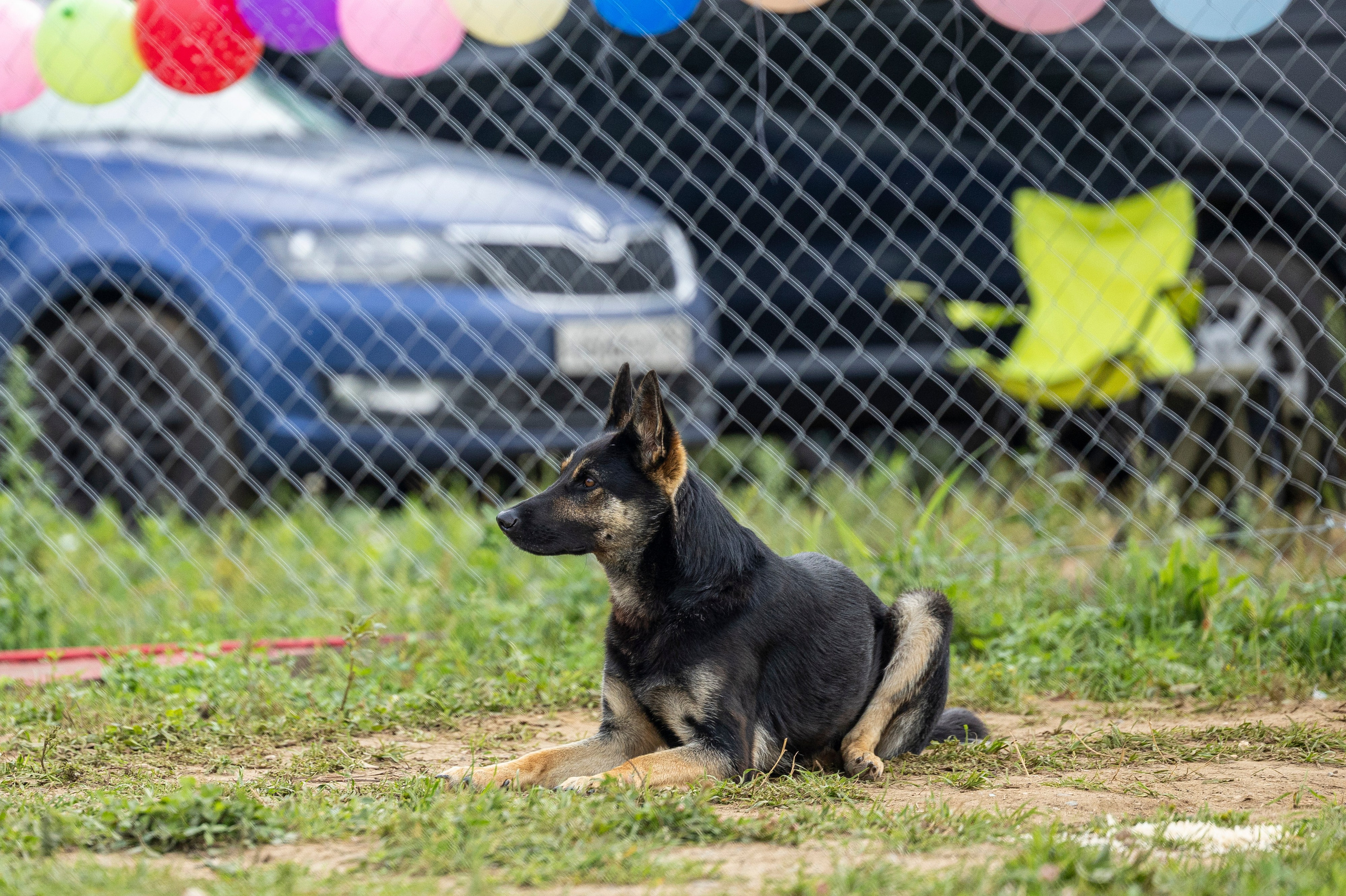 Соревнования по Мондьорингу г. Вологда 10-11.08.2024. Фотограф-анималист Анна Маринич