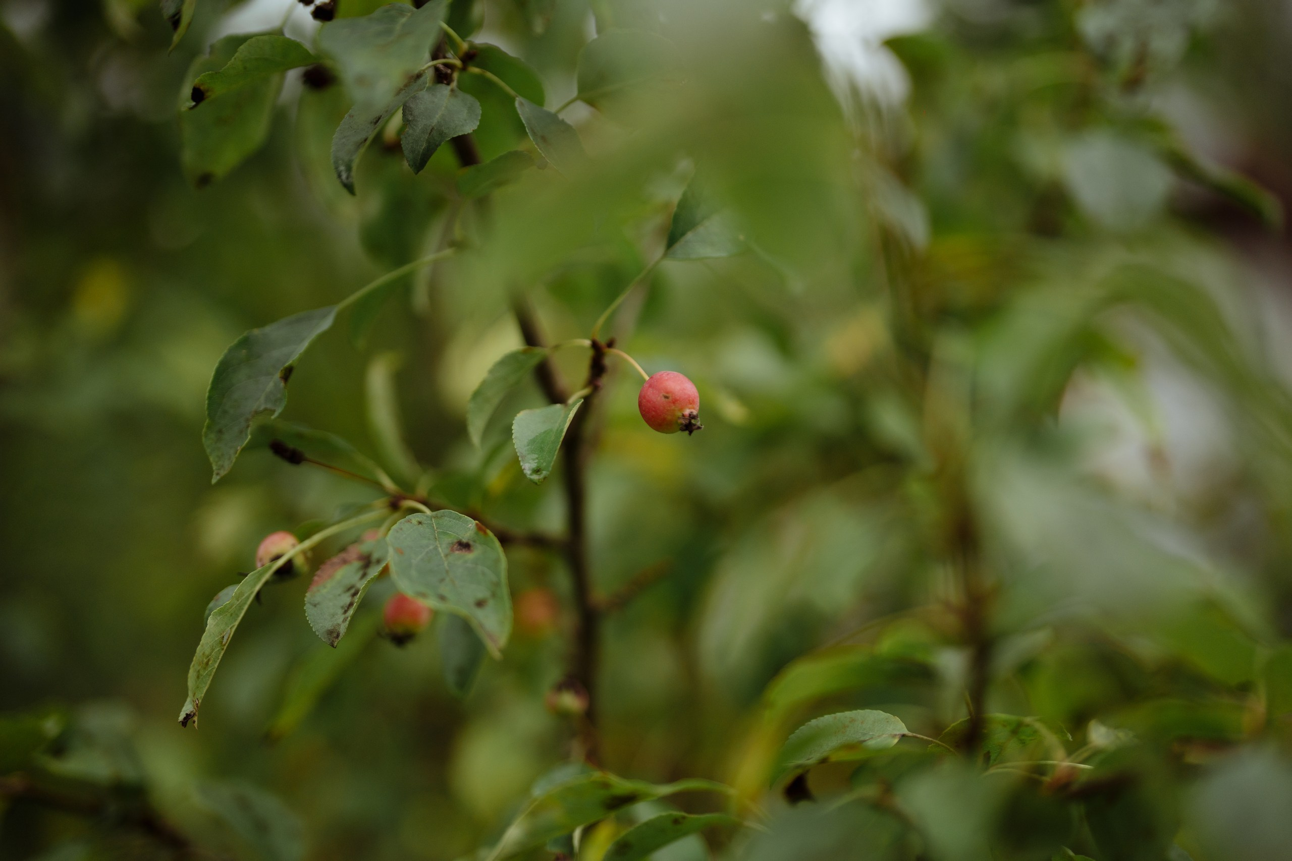Сюжет № 11|Виктория Алексеенко