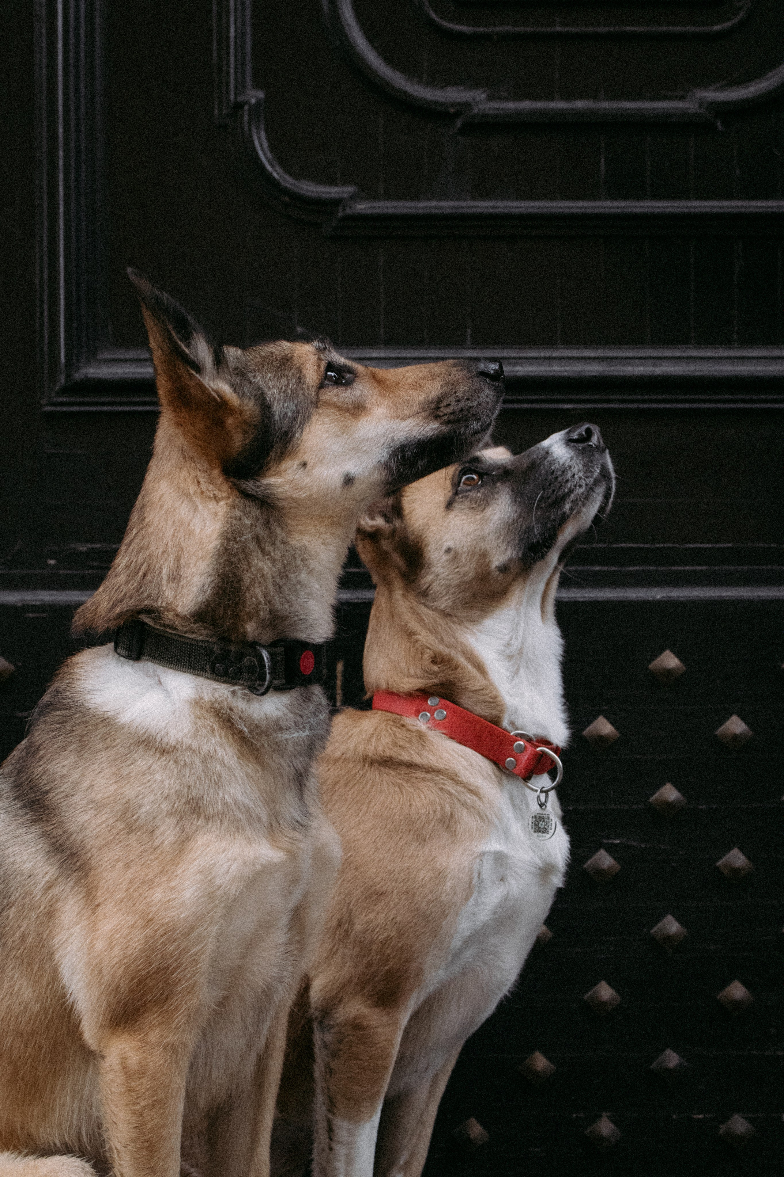 Саша, Ксюша и их банда. Фотораф — анималист Мария Шистка