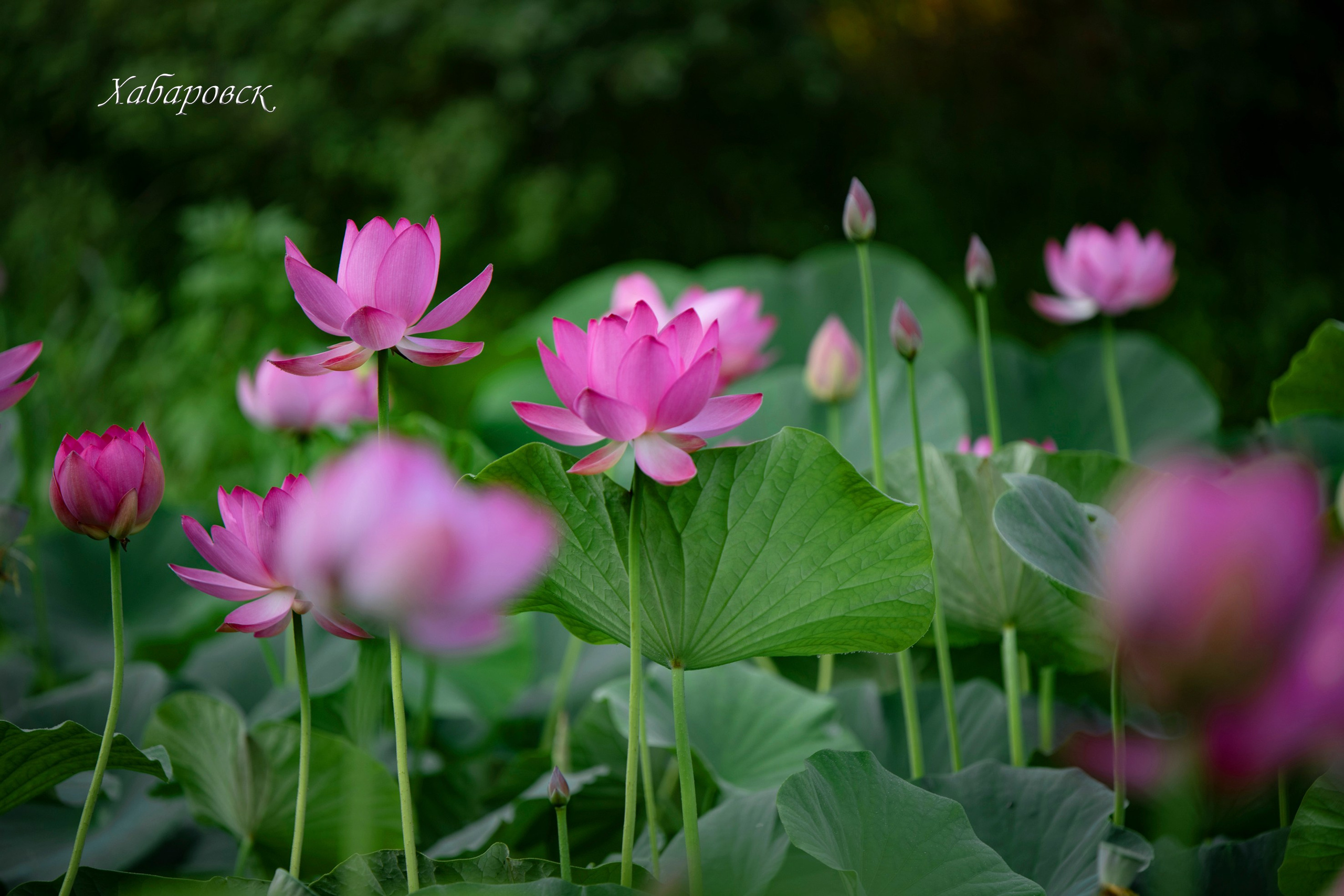 Природа Хабаровского края. Команда фотографов Кристины Ивановой