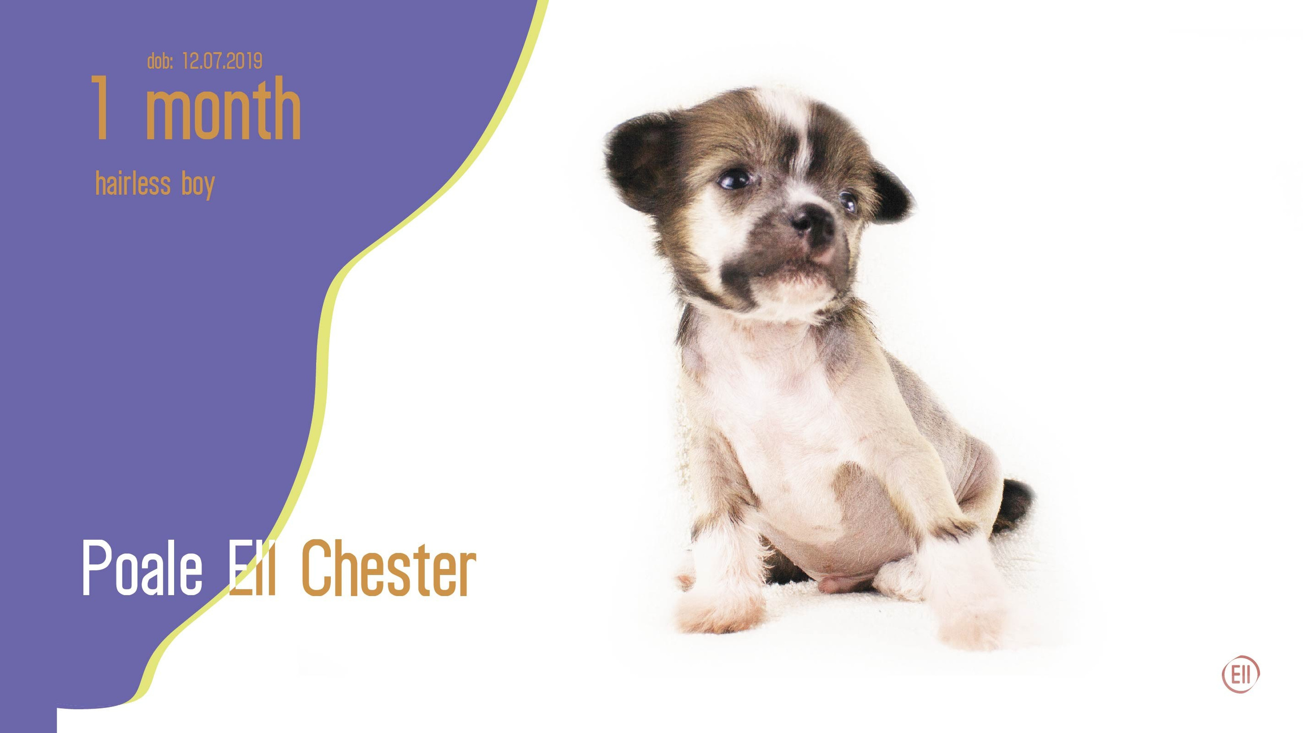 Litter C. Chinese Crested Dog Kennel Poale Ell
