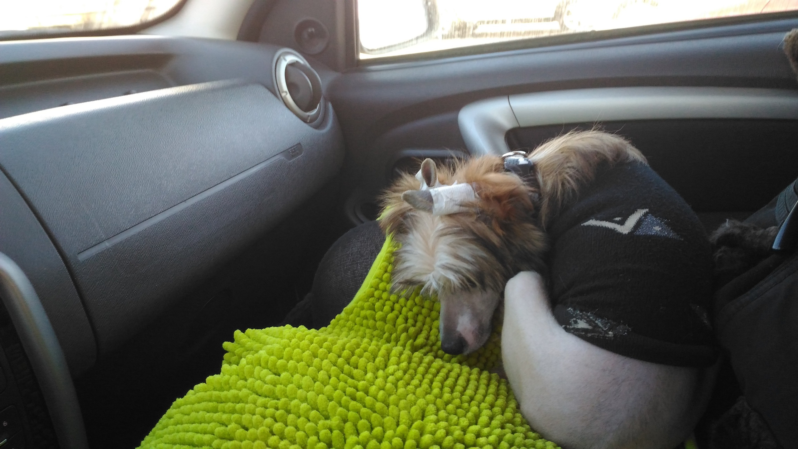 Lux, a new member of the family. Poale Ell Chinese Crested Dog Kennel: Buy a puppy from the kennel