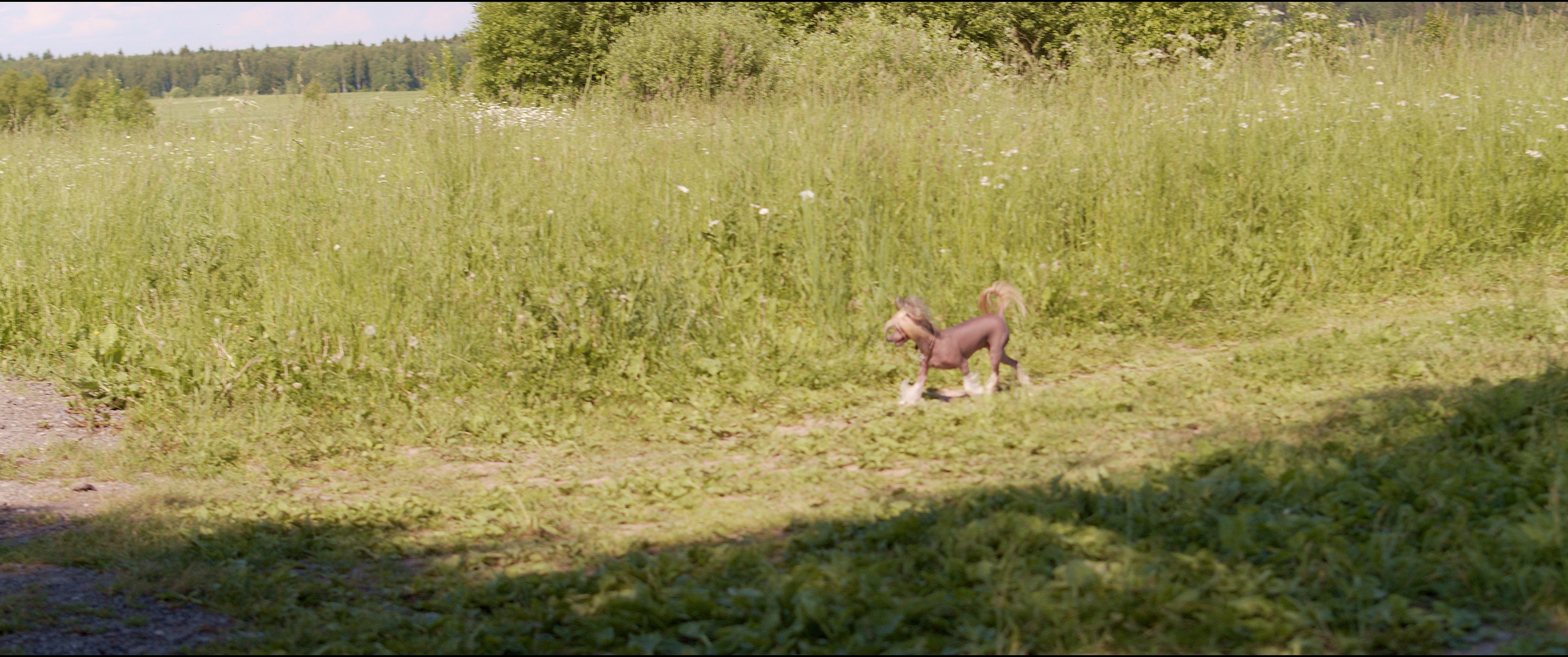 Footage from the interview. Poale Ell Chinese Crested Dog Kennel: Buy a puppy from the kennel