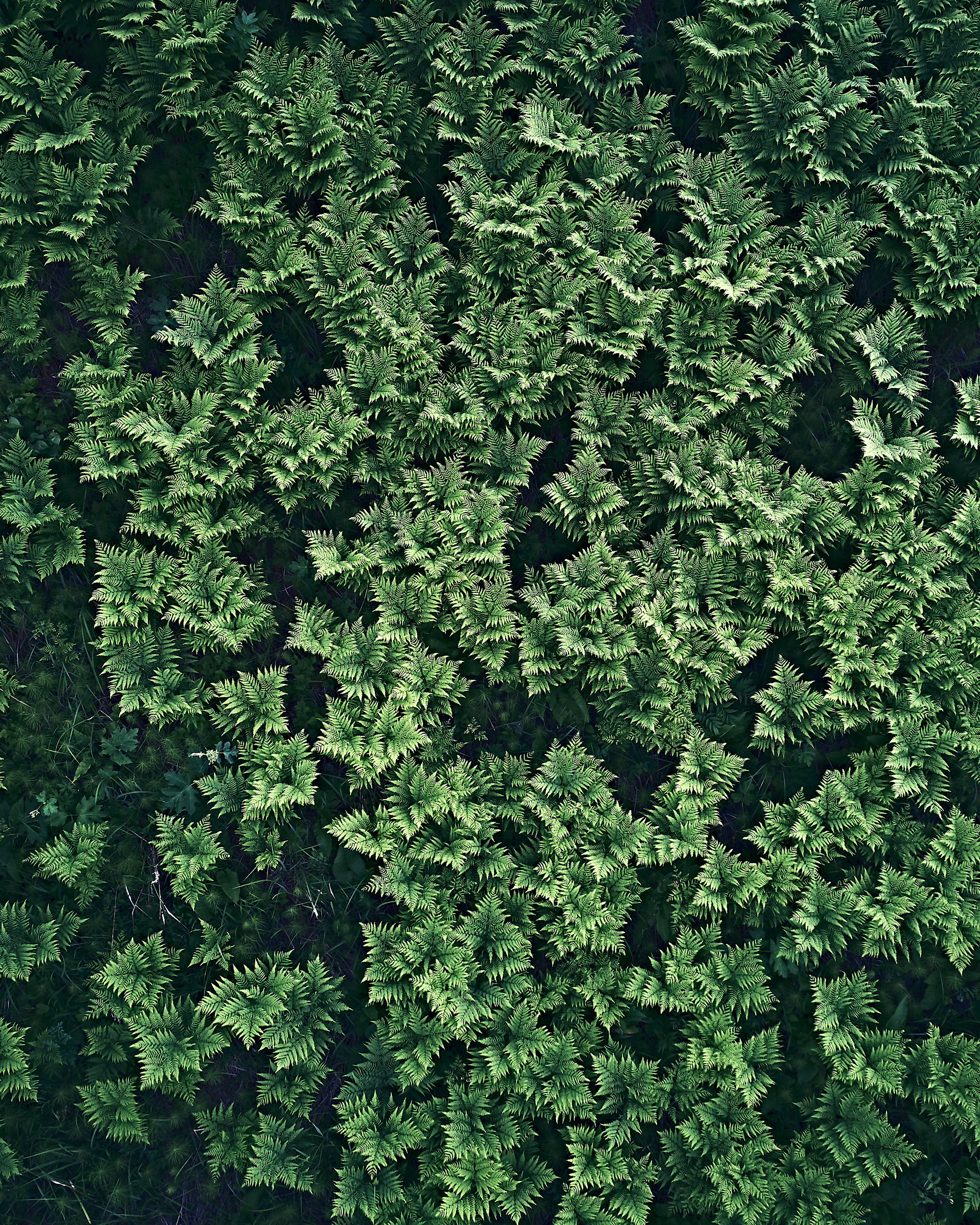 Папаротники. Бизнес портрет Аэросъемка Интерьерная съемка Тюмень