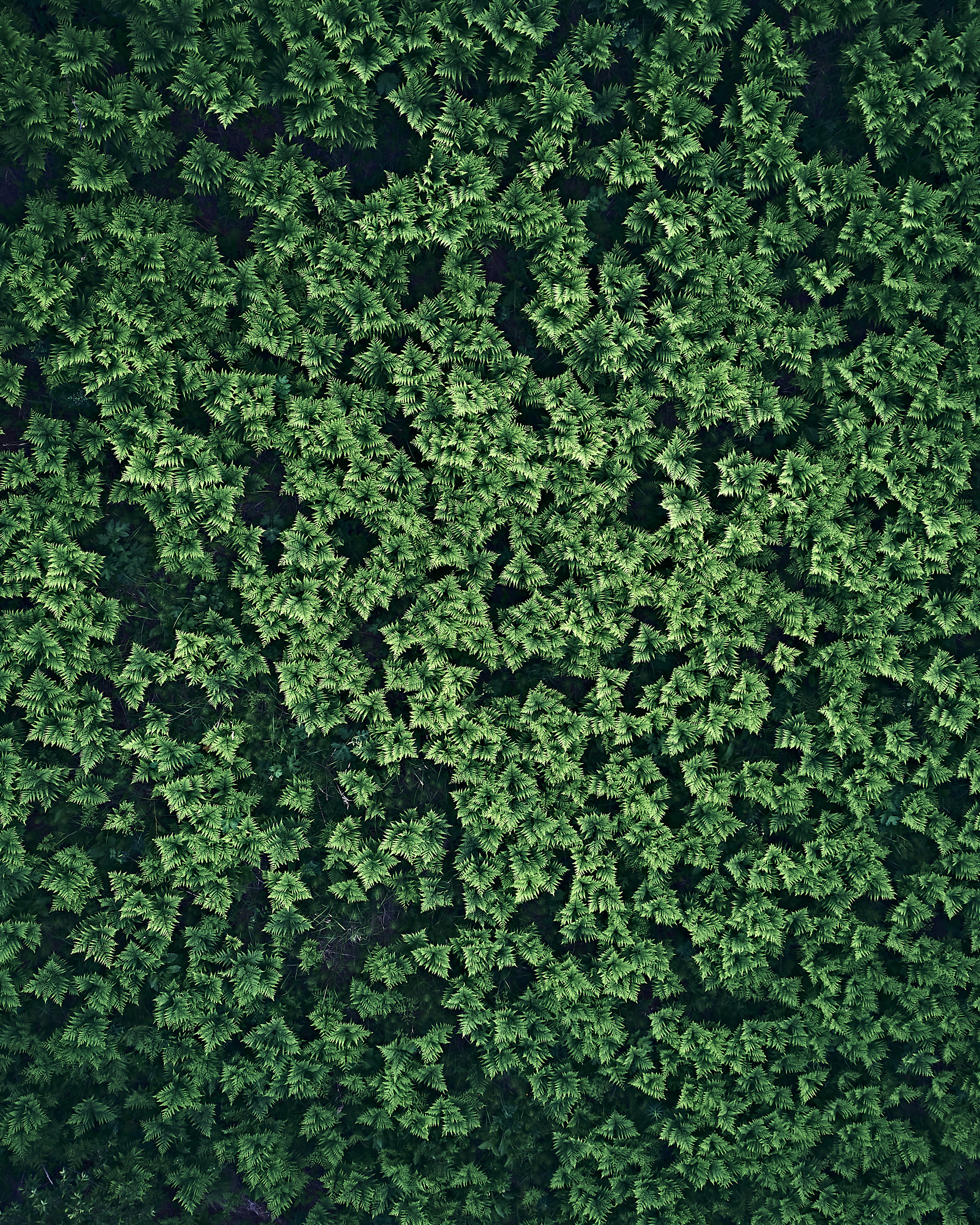 Папаротники. Бизнес портрет Аэросъемка Интерьерная съемка Тюмень