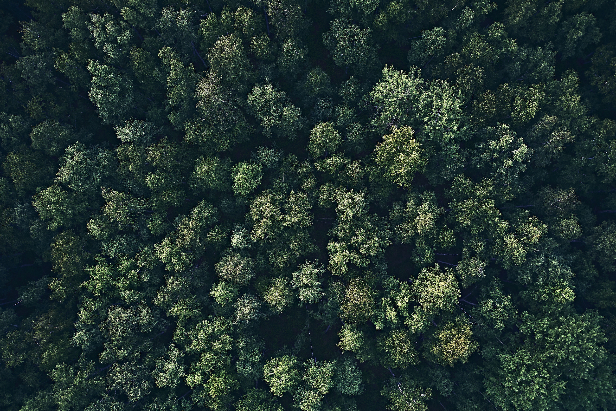 Папаротники. Бизнес портрет Аэросъемка Интерьерная съемка Тюмень