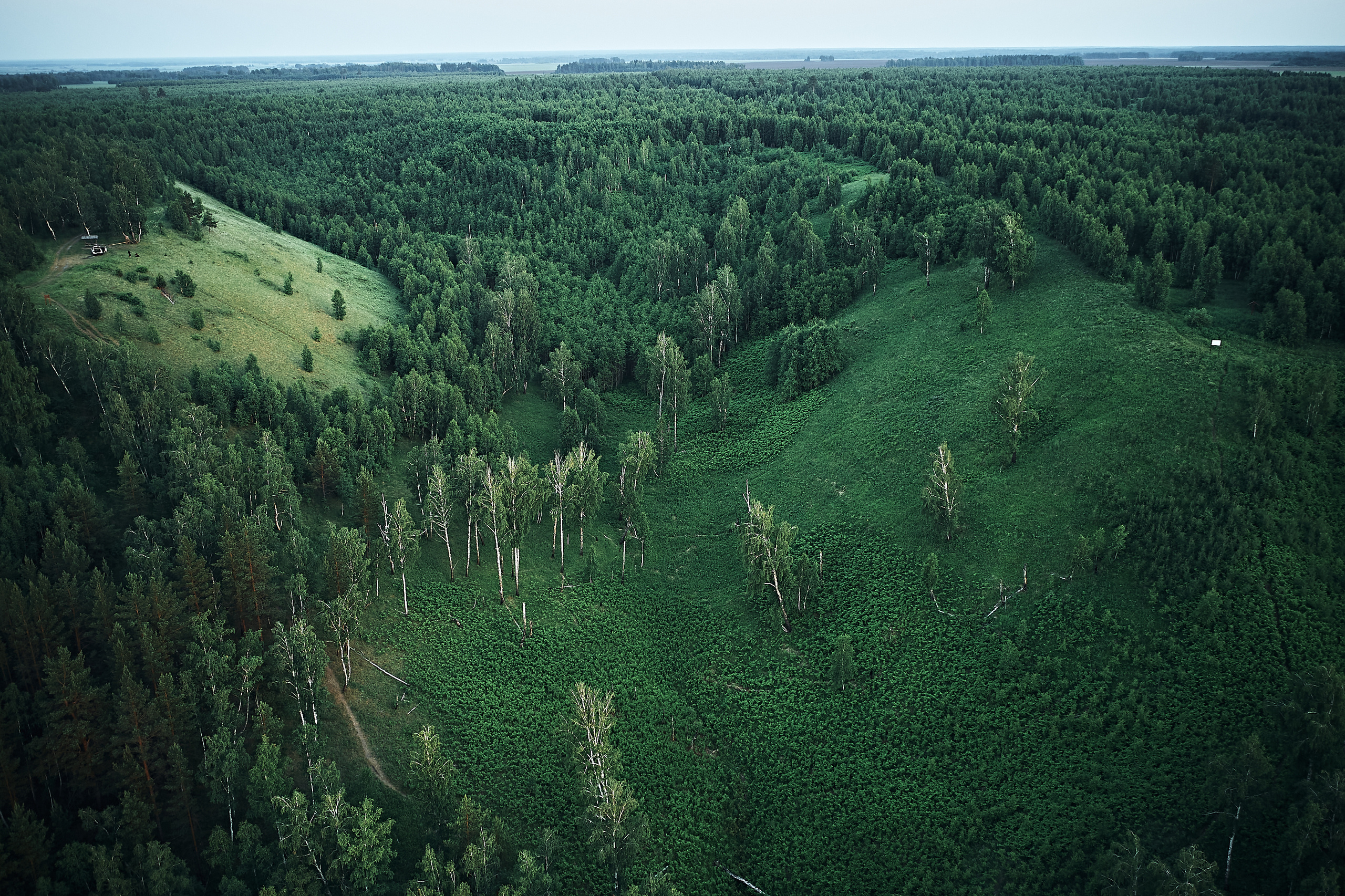 Папаротники. Бизнес портрет Аэросъемка Интерьерная съемка Тюмень