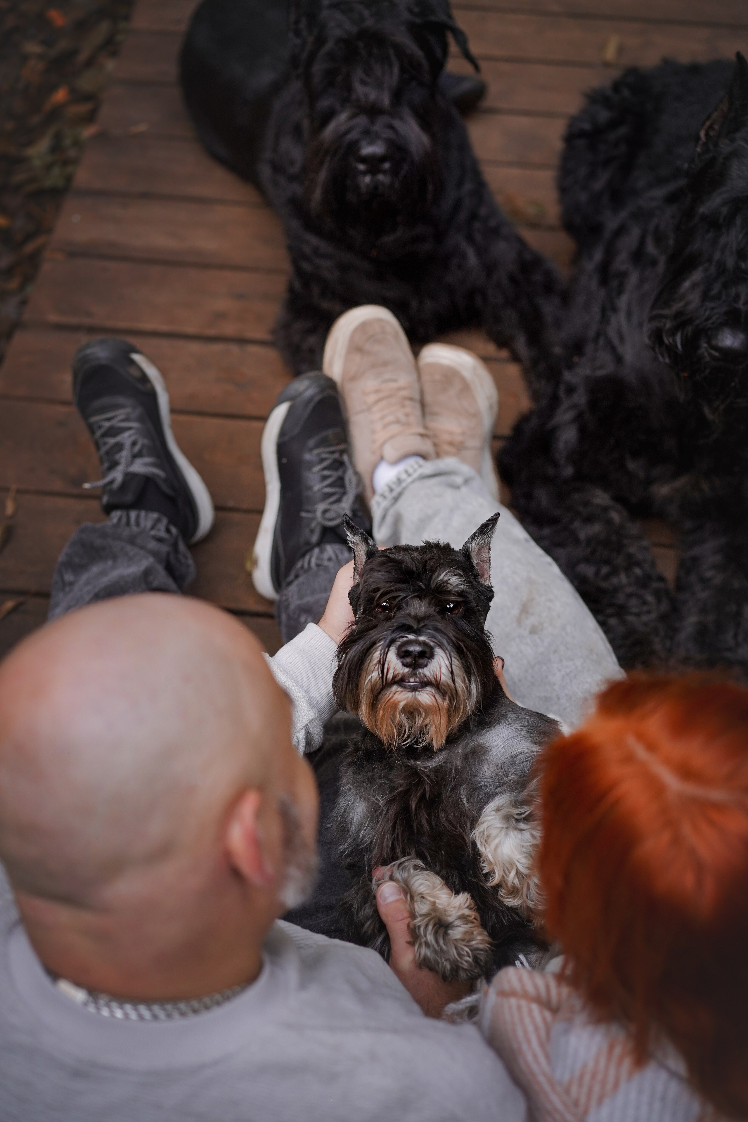 Оля Миша и шнауцеры. Фотограф-анималист в Санкт-Петербурге Яна Мартынова