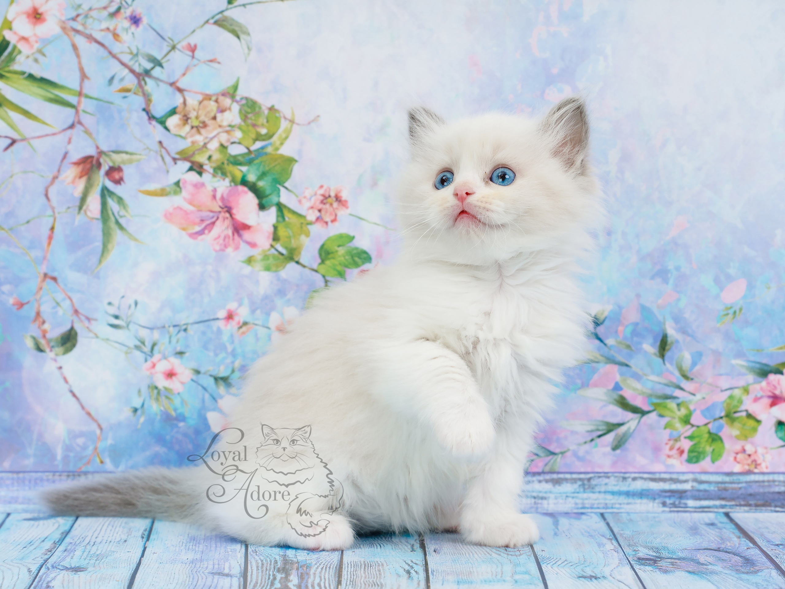 Котята рэгдолл от Loyal Adore. Питомник рэгдолл Loyal Adore