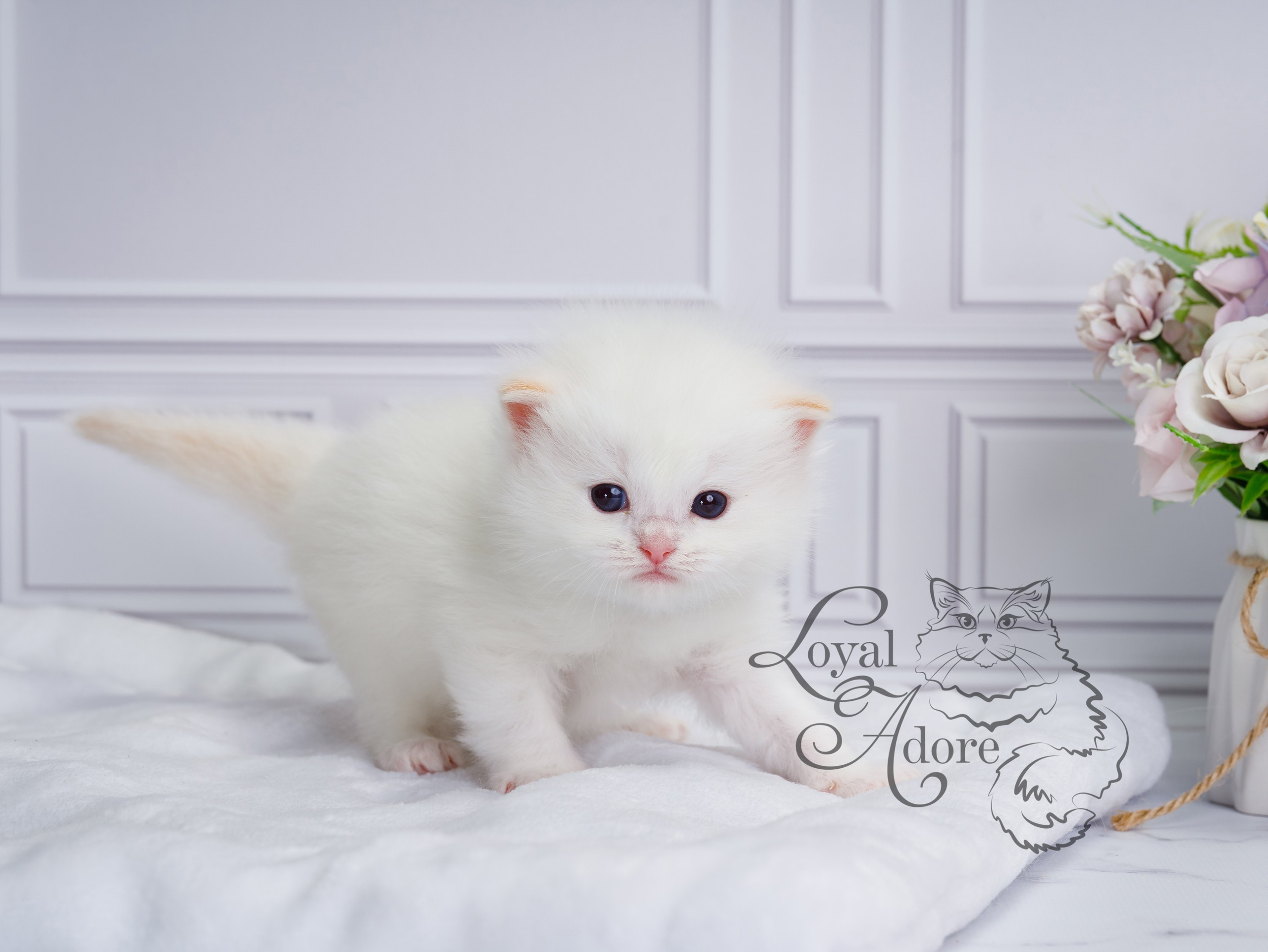 Котята рэгдолл от Loyal Adore. Питомник рэгдолл Loyal Adore