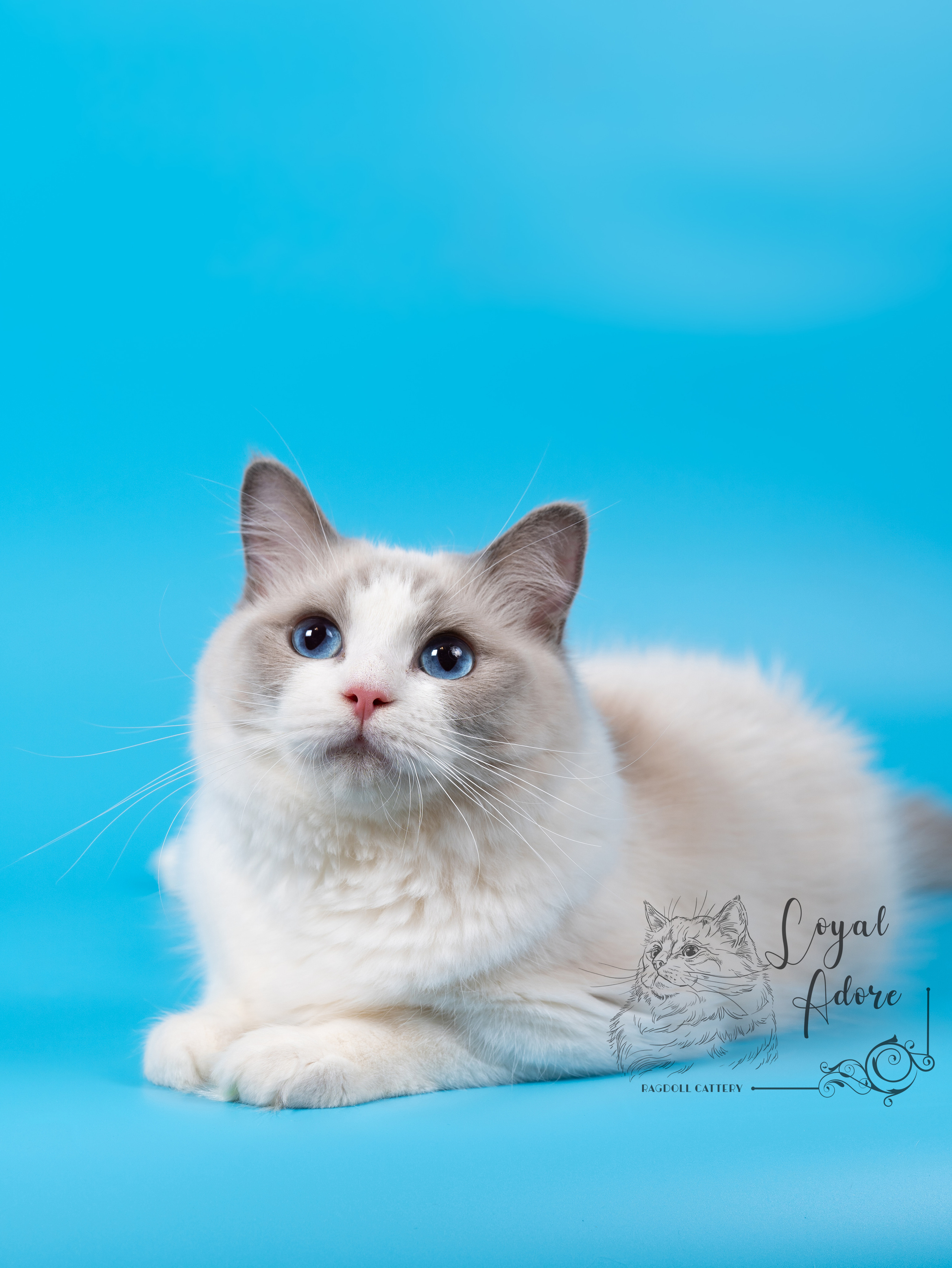 Кошки производители Loyal Adore. Питомник рэгдолл Loyal Adore