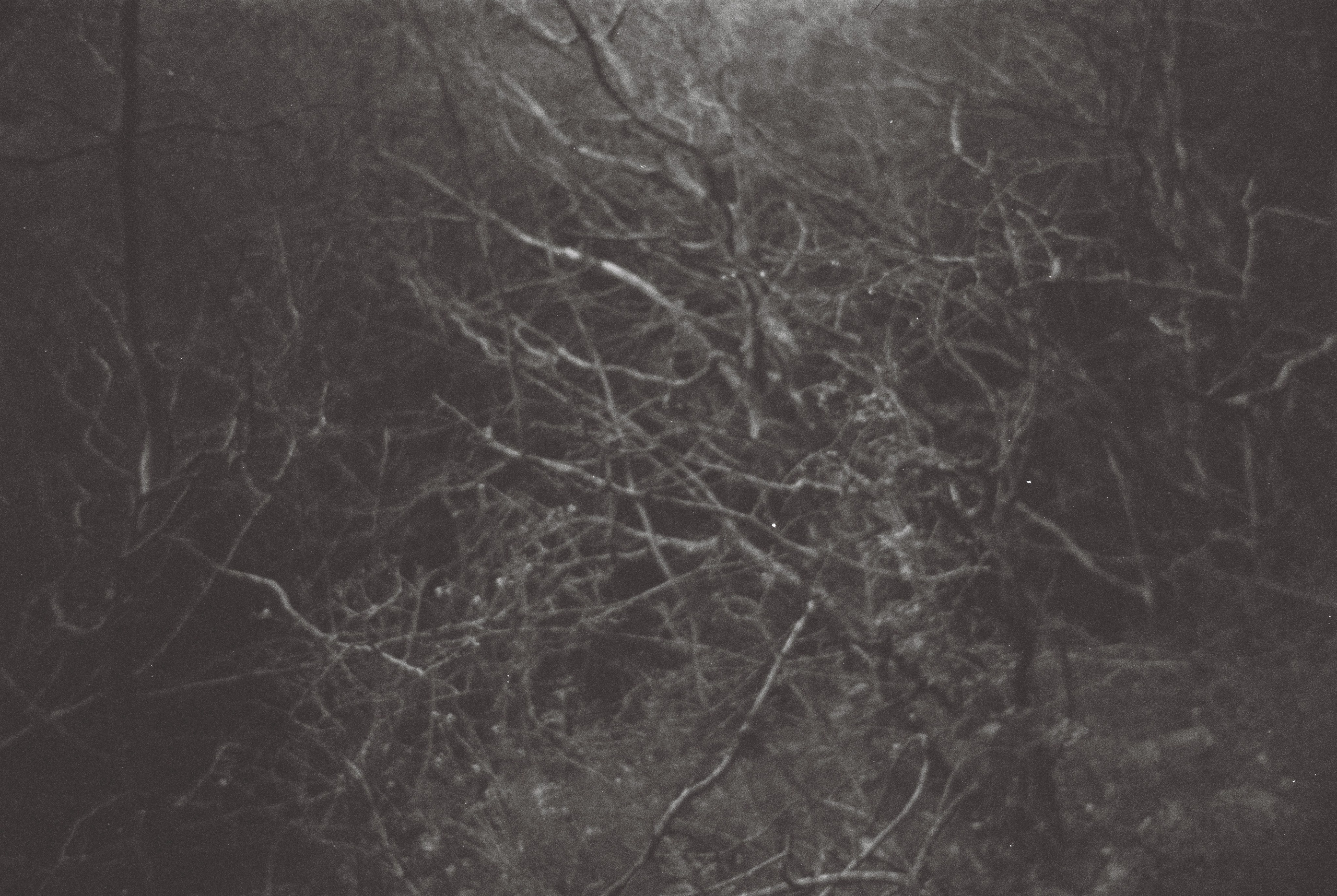 LIFE. Zheltokhov Egor