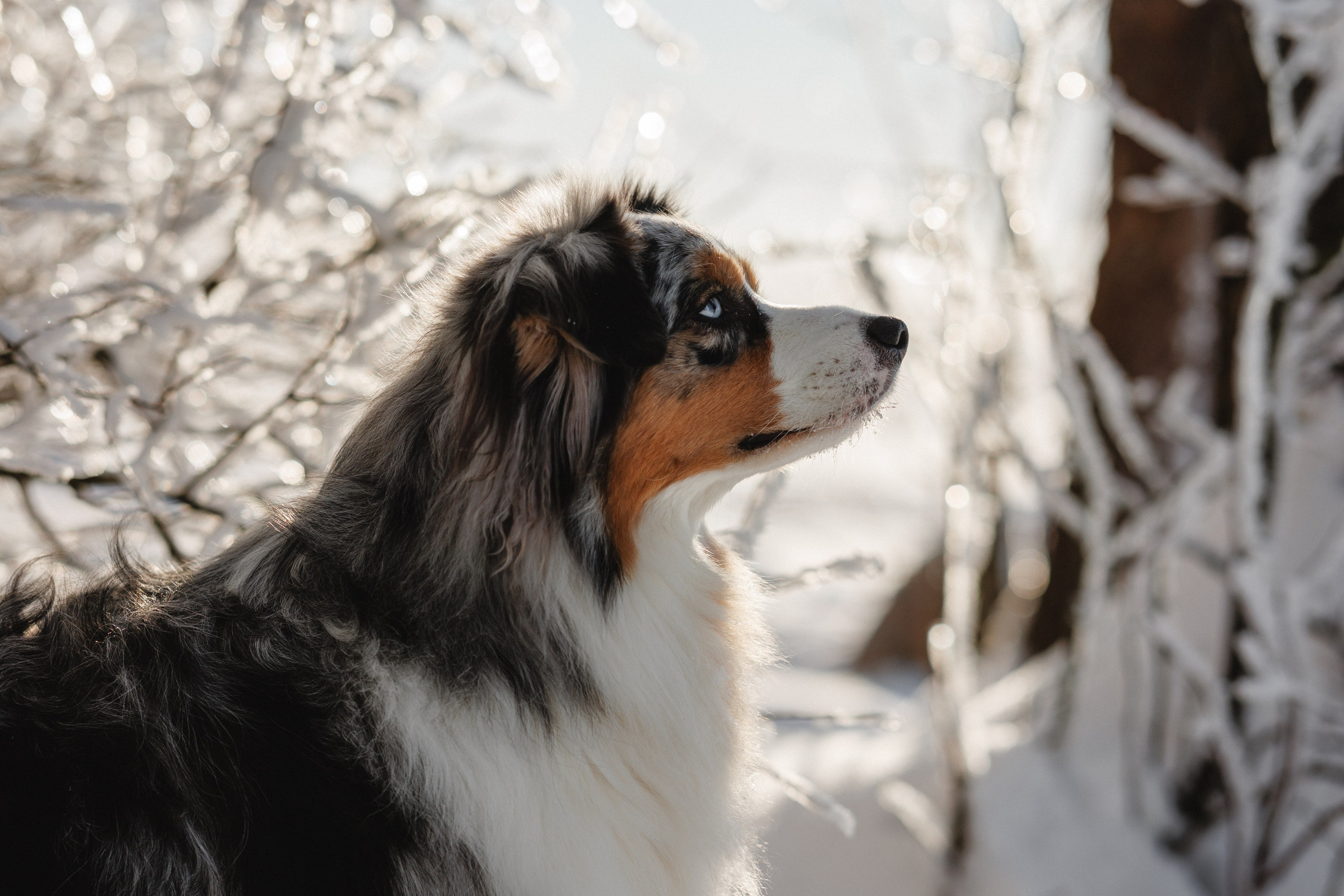 Константин и Локи. Фотограф в Санкт-Петербурге Алёна Губинская