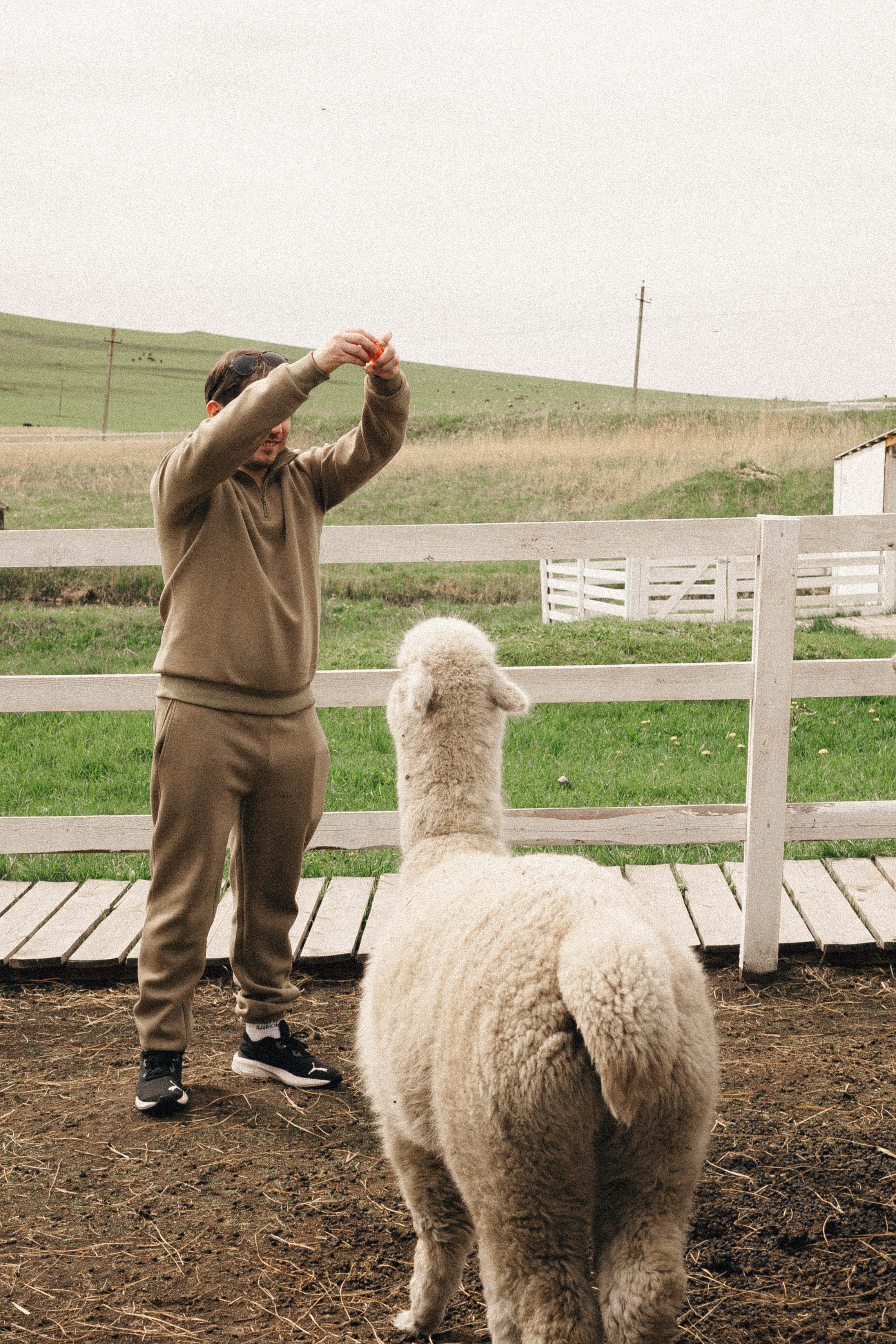 Ферма Альпак. Профессиональный фотограф, Санкт-Петербург — Виктория Богомолова