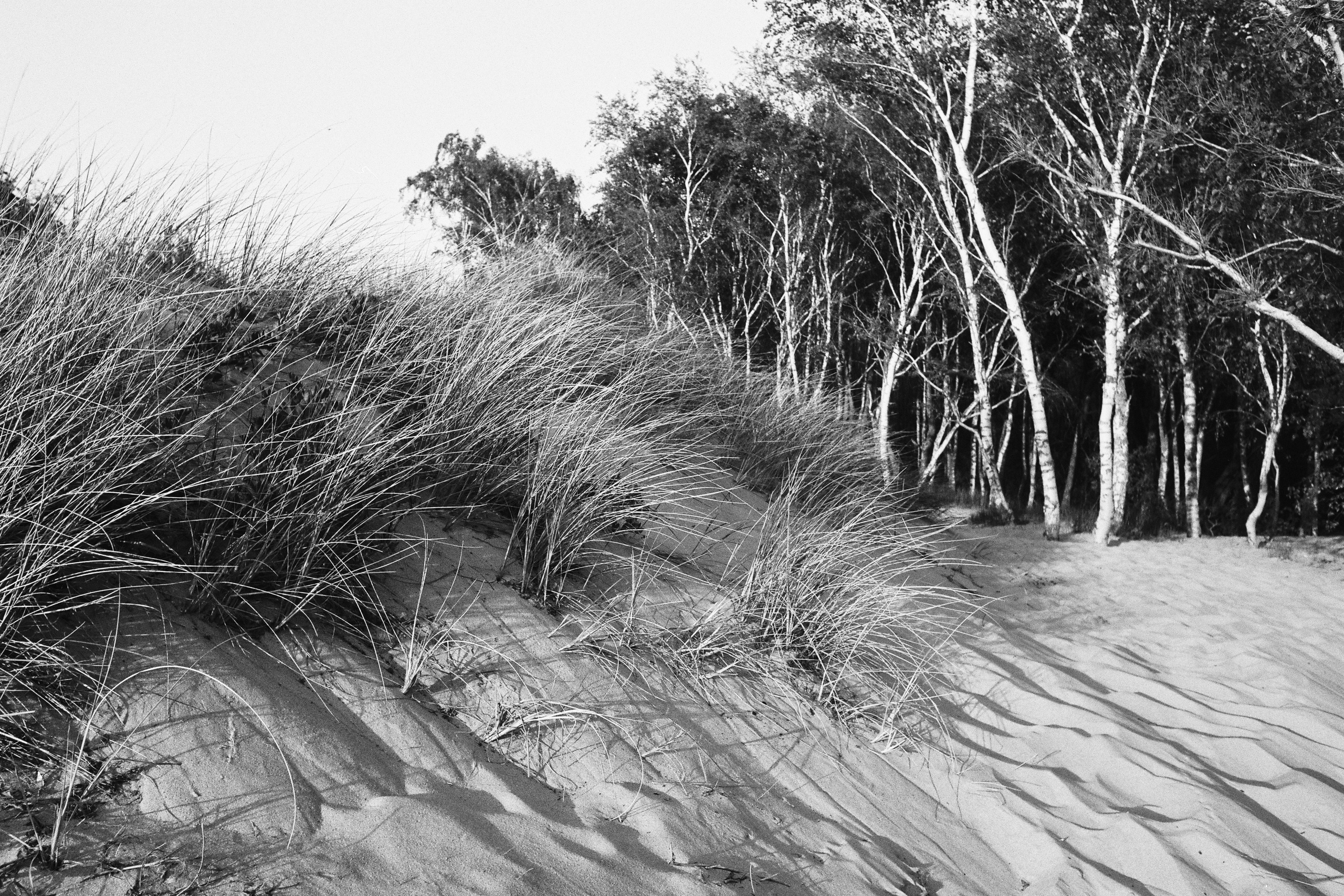 черно-белый пейзаж курской косы, вид с пляжа в мистический лес