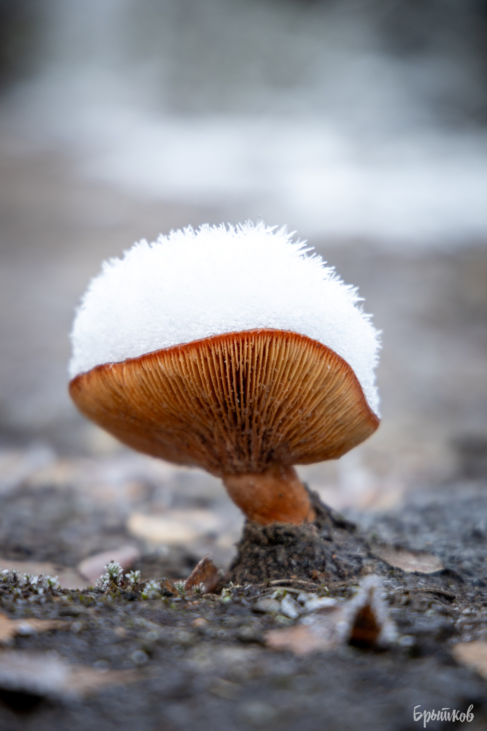 озеро Бам Суворов карьеры Брытков Николай