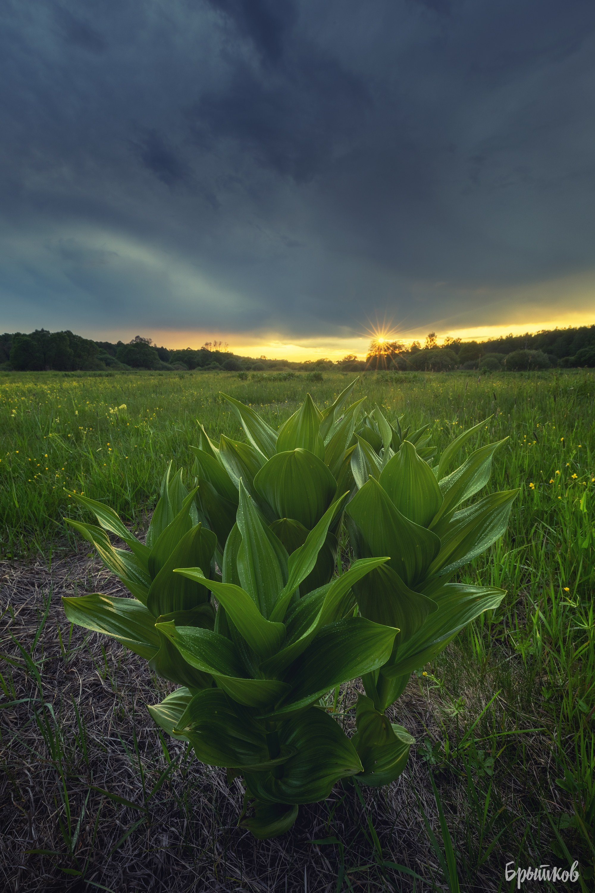 Поля. Чемерица Лобеля. Николай Брытков — фотограф в Туле