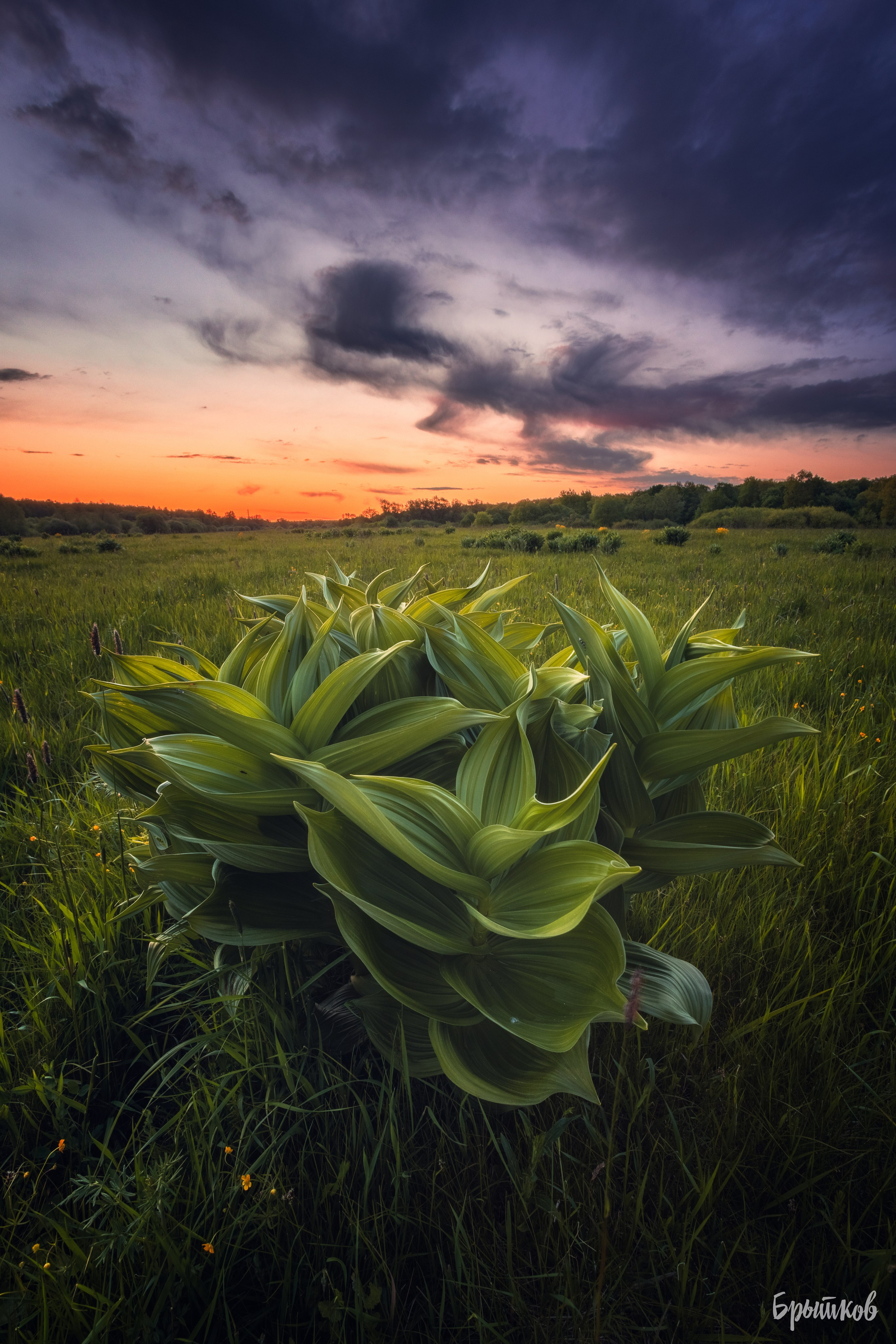 Поля. Чемерица Лобеля. Николай Брытков — фотограф в Туле