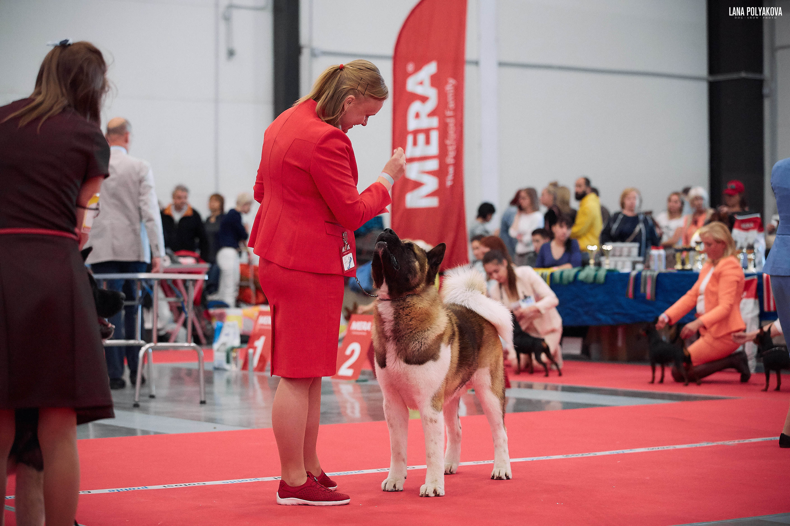 Американская акита питомник Санкт-Петербург. Gals *  IMAGINE DRAGON