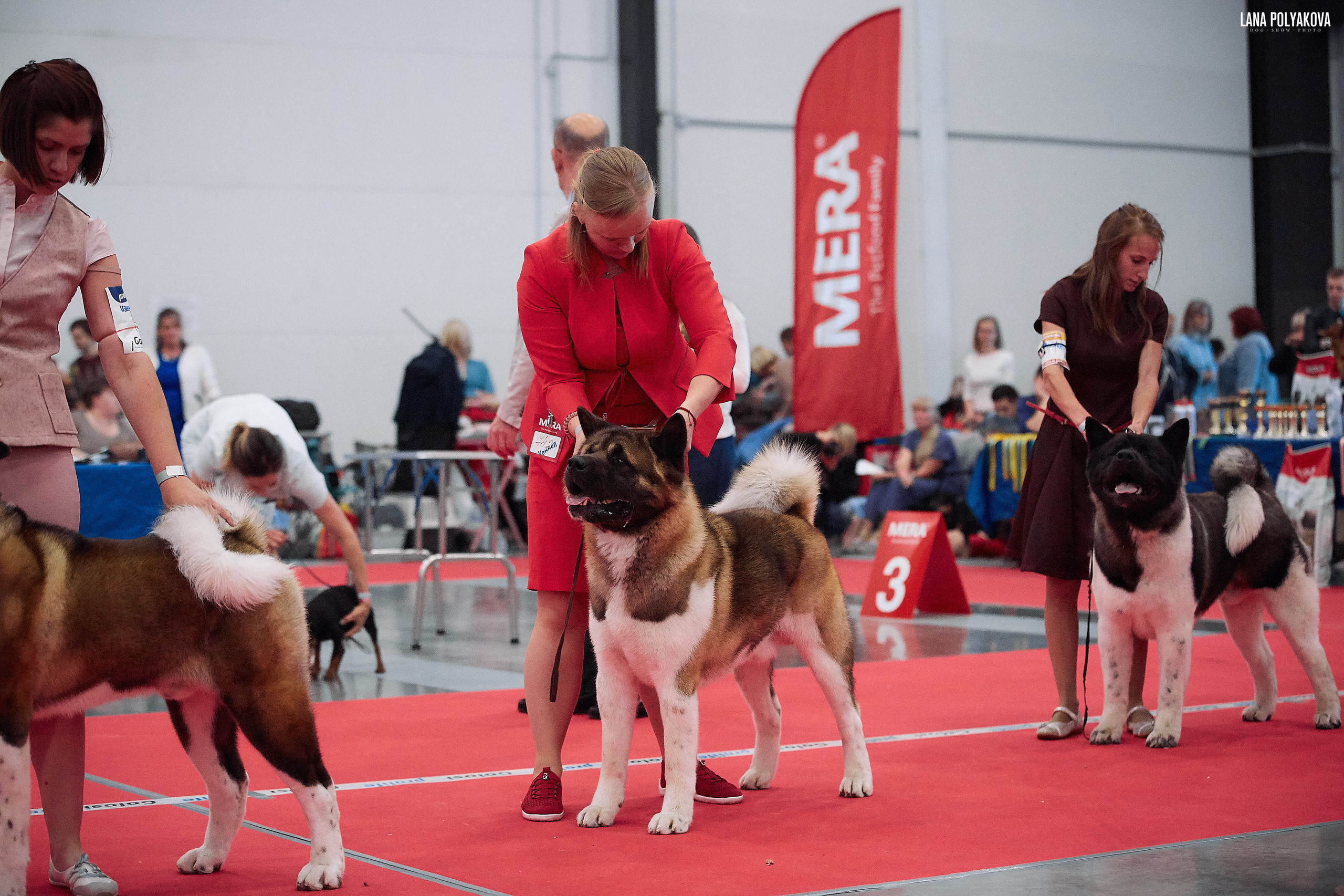 Американская акита питомник Санкт-Петербург. Gals *  IMAGINE DRAGON