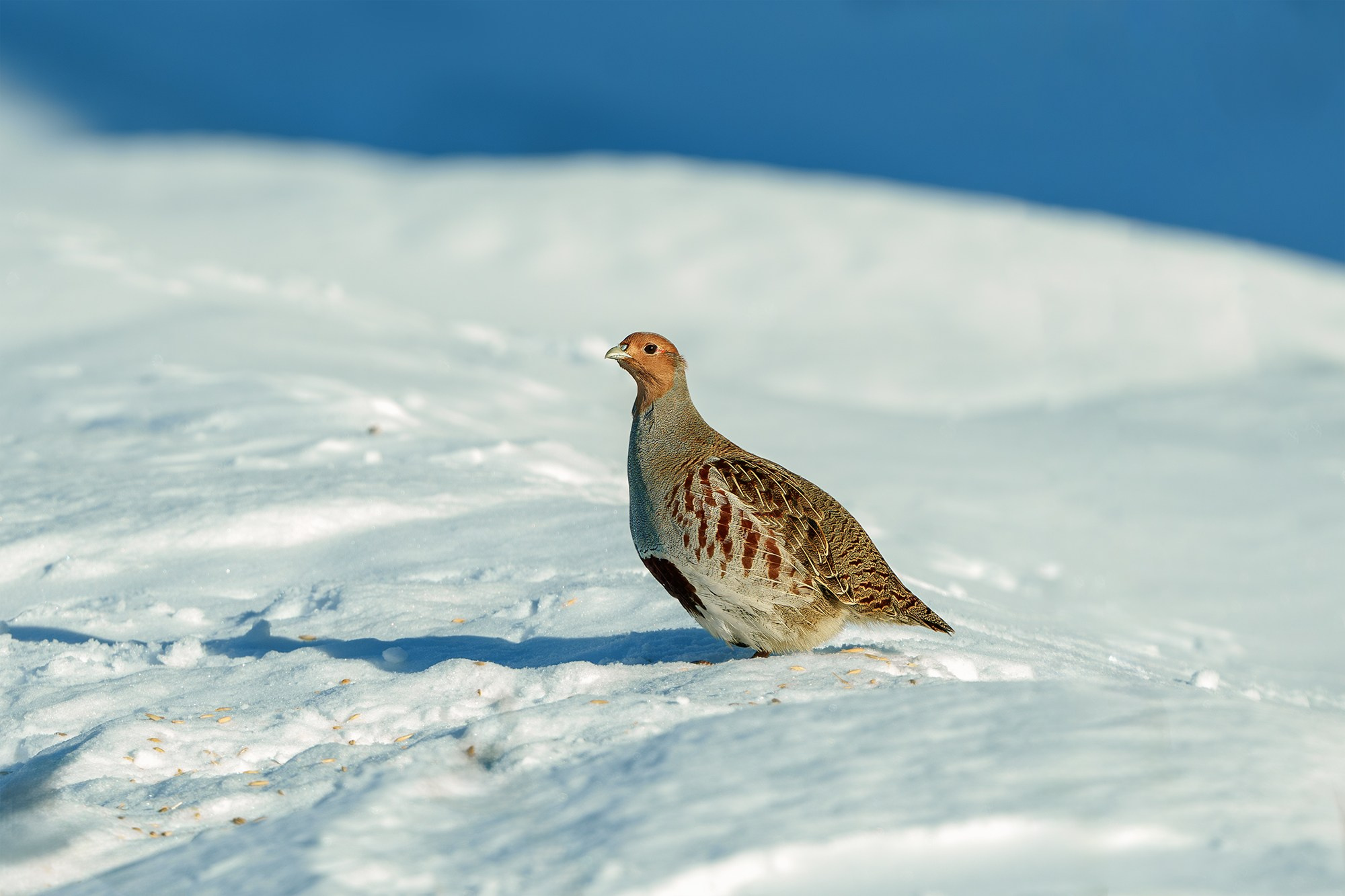 Удивительные мир птиц. Вокруг нас столько прекрасного — присмотритесь!. Ваш личный фотограф Марина Волкова