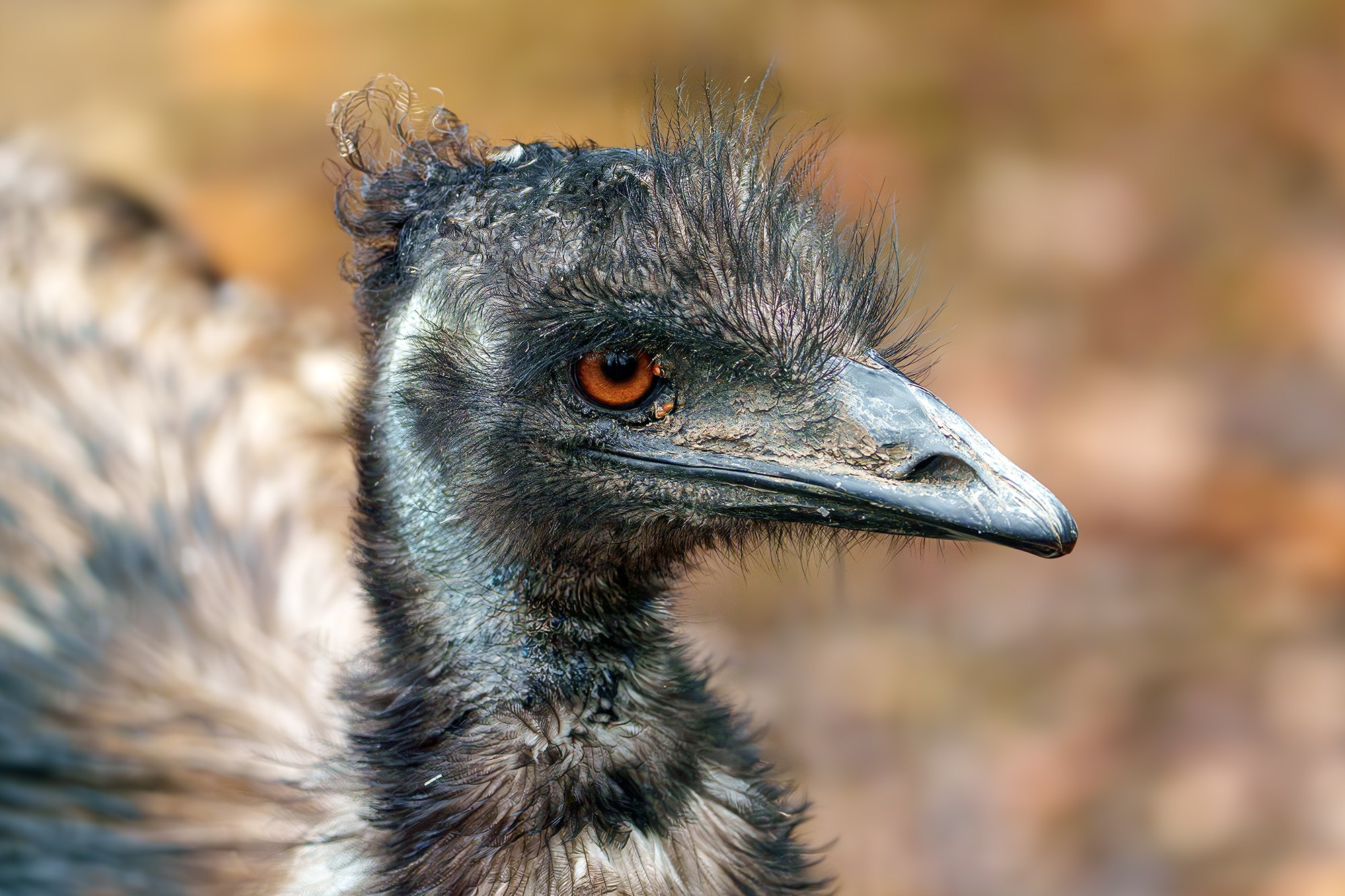 Удивительные мир птиц. Вокруг нас столько прекрасного — присмотритесь!. Ваш личный фотограф Марина Волкова