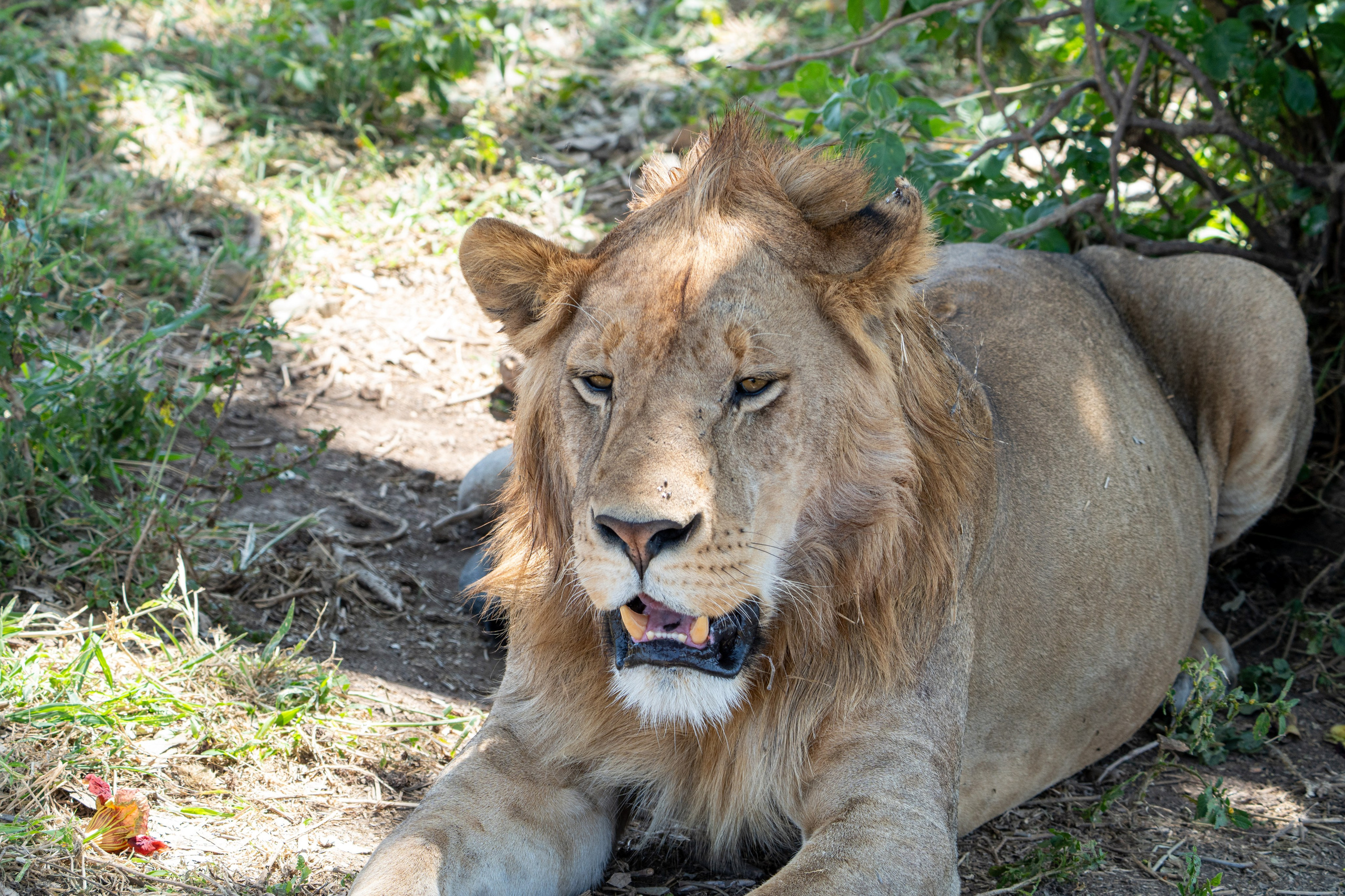 Танзания, сафари, 2025. Творческие сьемки