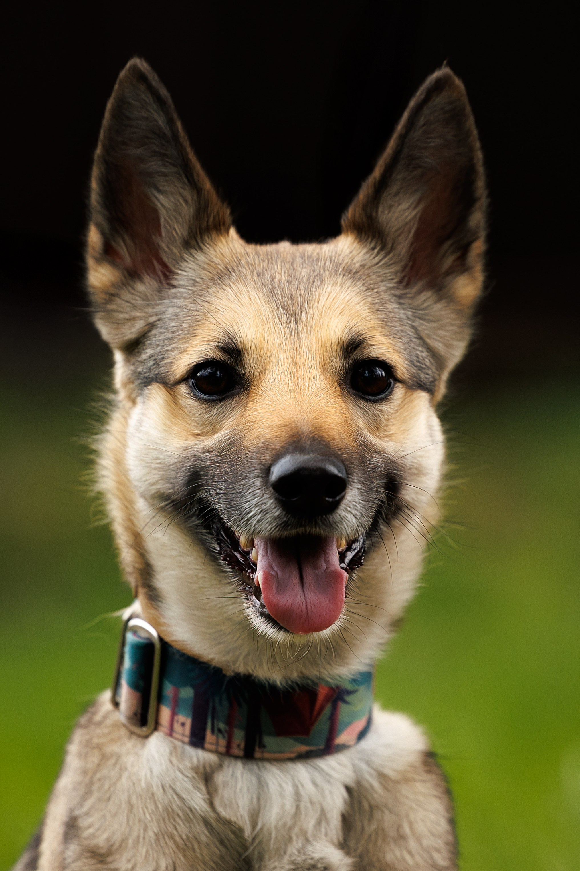 Портфолио: Фотосъёмка собак в Москве и области — авторские образы. Фотограф-анималист и бренд-фотограф в Москве | Фотография собак, людей, бизнес-портрет