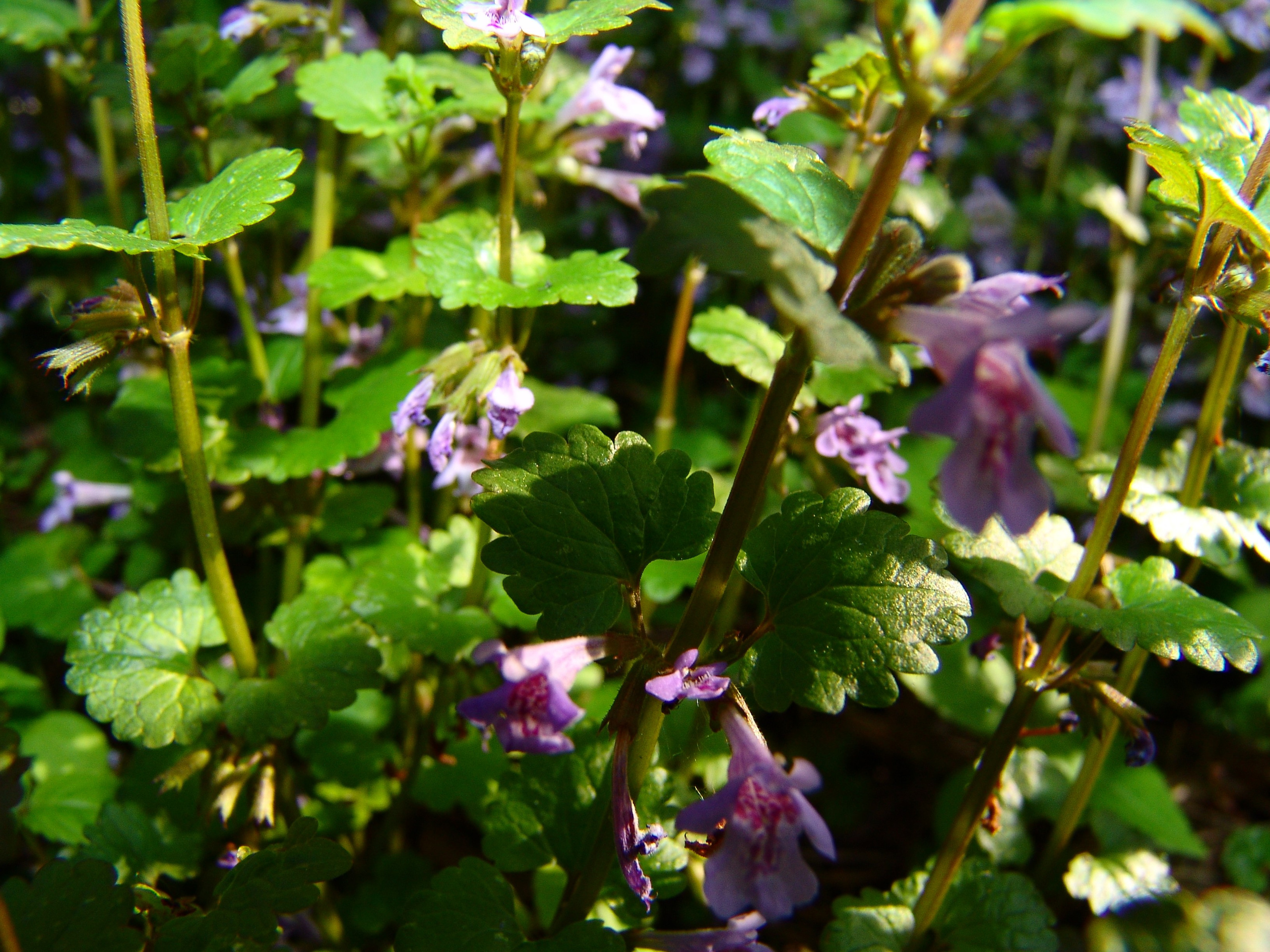 Приезд КС 2005. Заставка