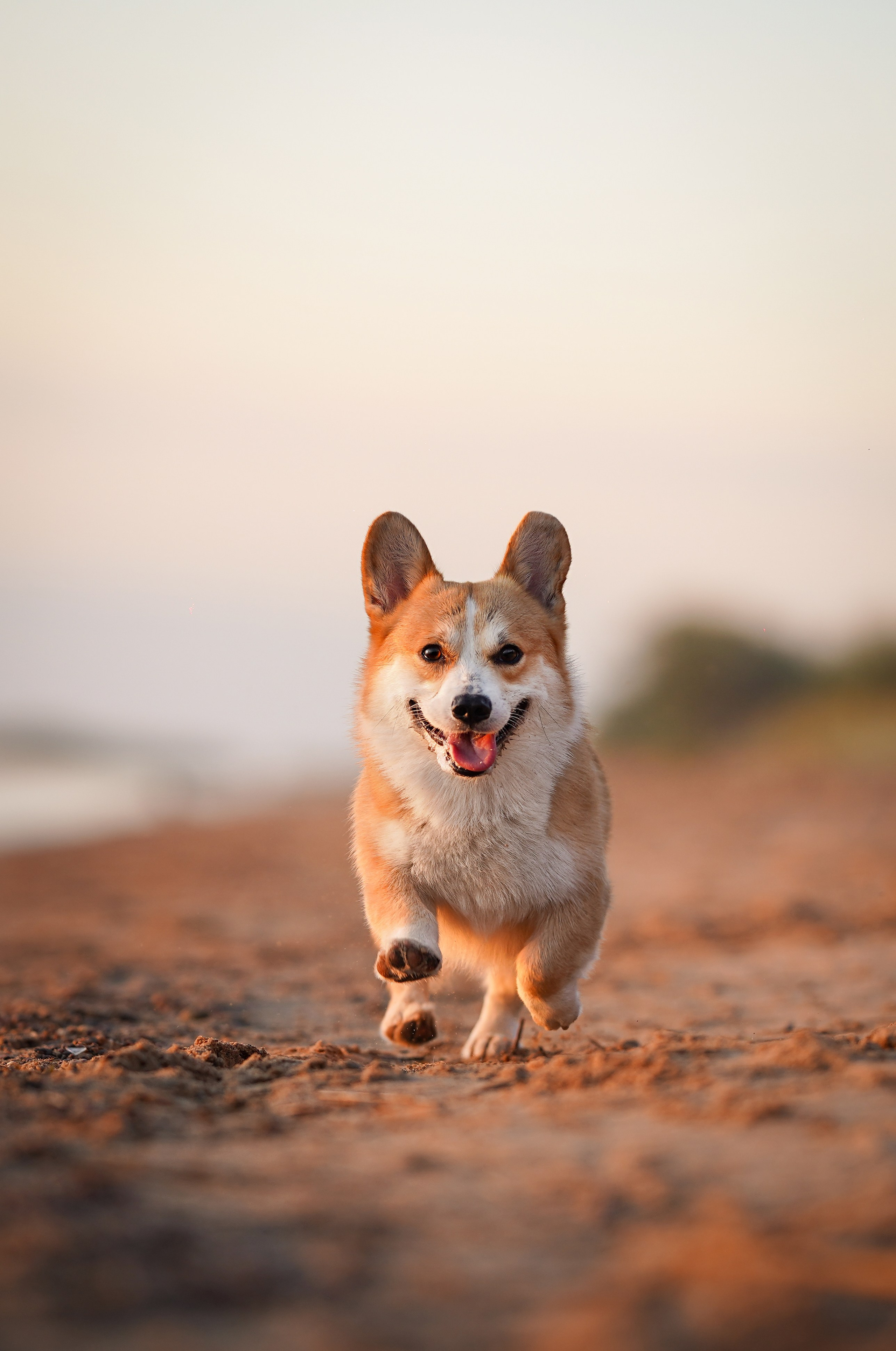 Таня и Оливер. Фотограф-анималист в Санкт-Петербурге Яна Мартынова