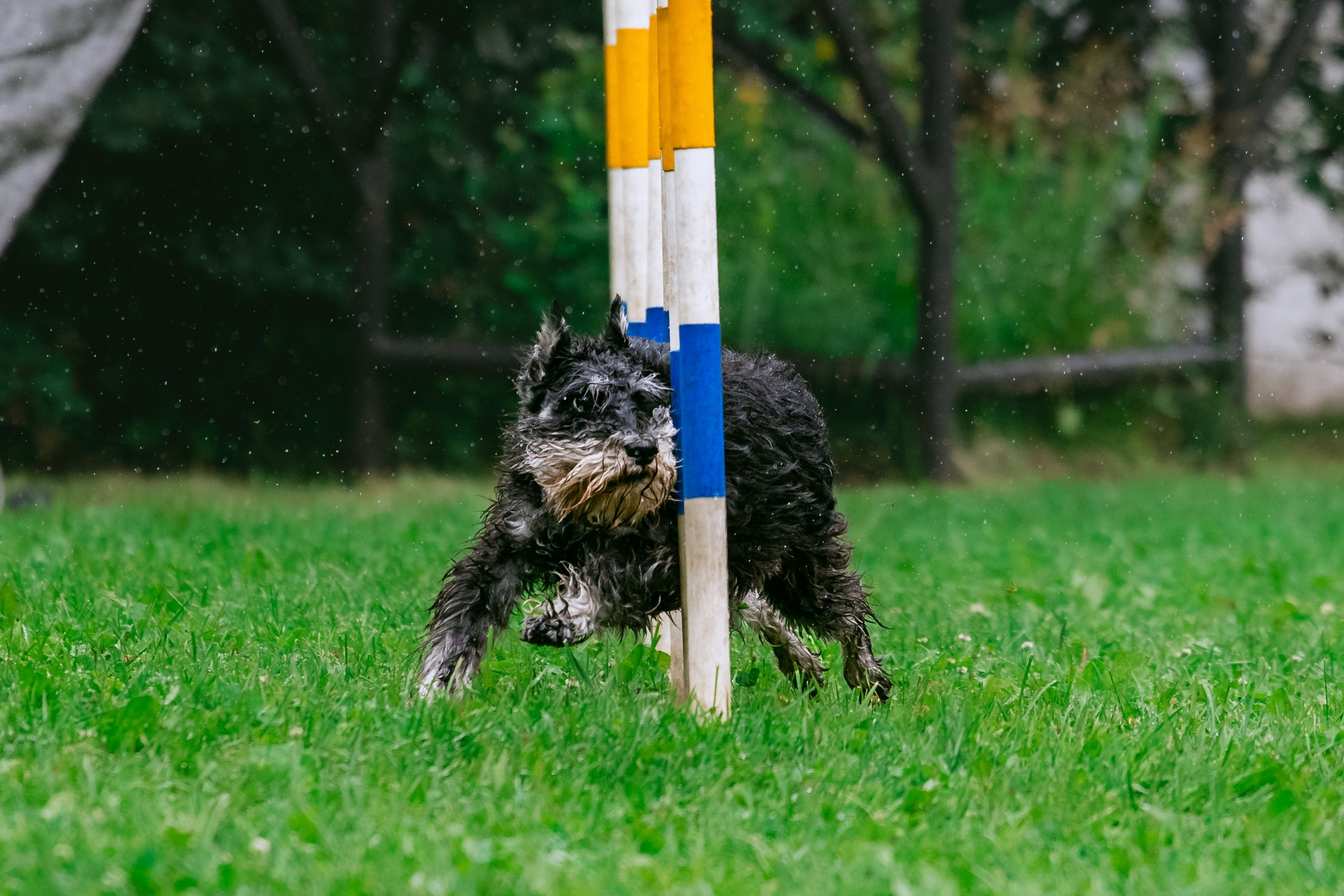 Соревнования по аджилити Долгопрудный 30.06.2025. Фотограф-анималист Татьяна Степанова