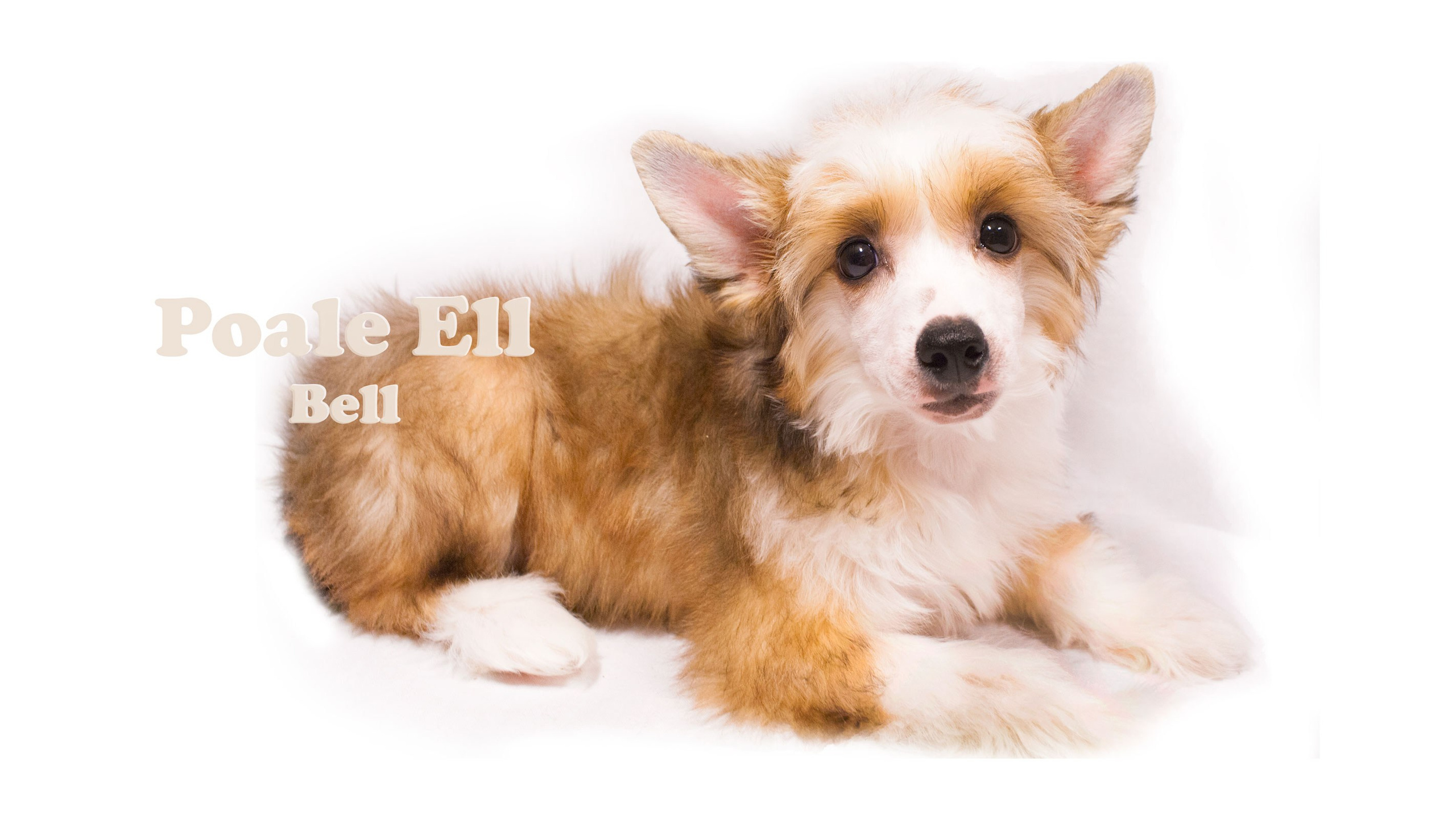 Poale Ell Bell. Chinese Crested Dog Kennel Poale Ell