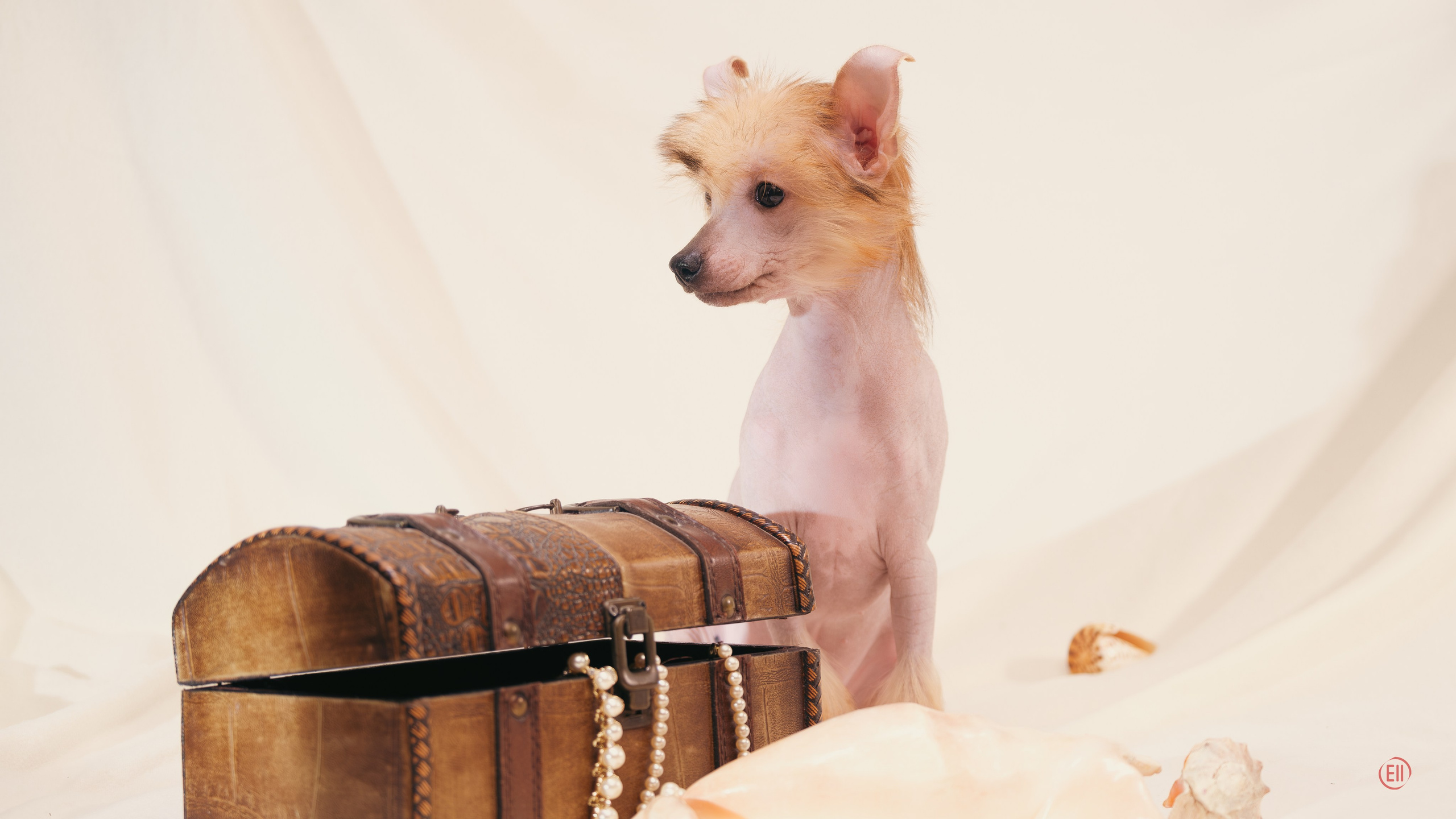 Poale Ell Vera hairless femaly dog. Chinese Crested Dog Kennel Poale Ell