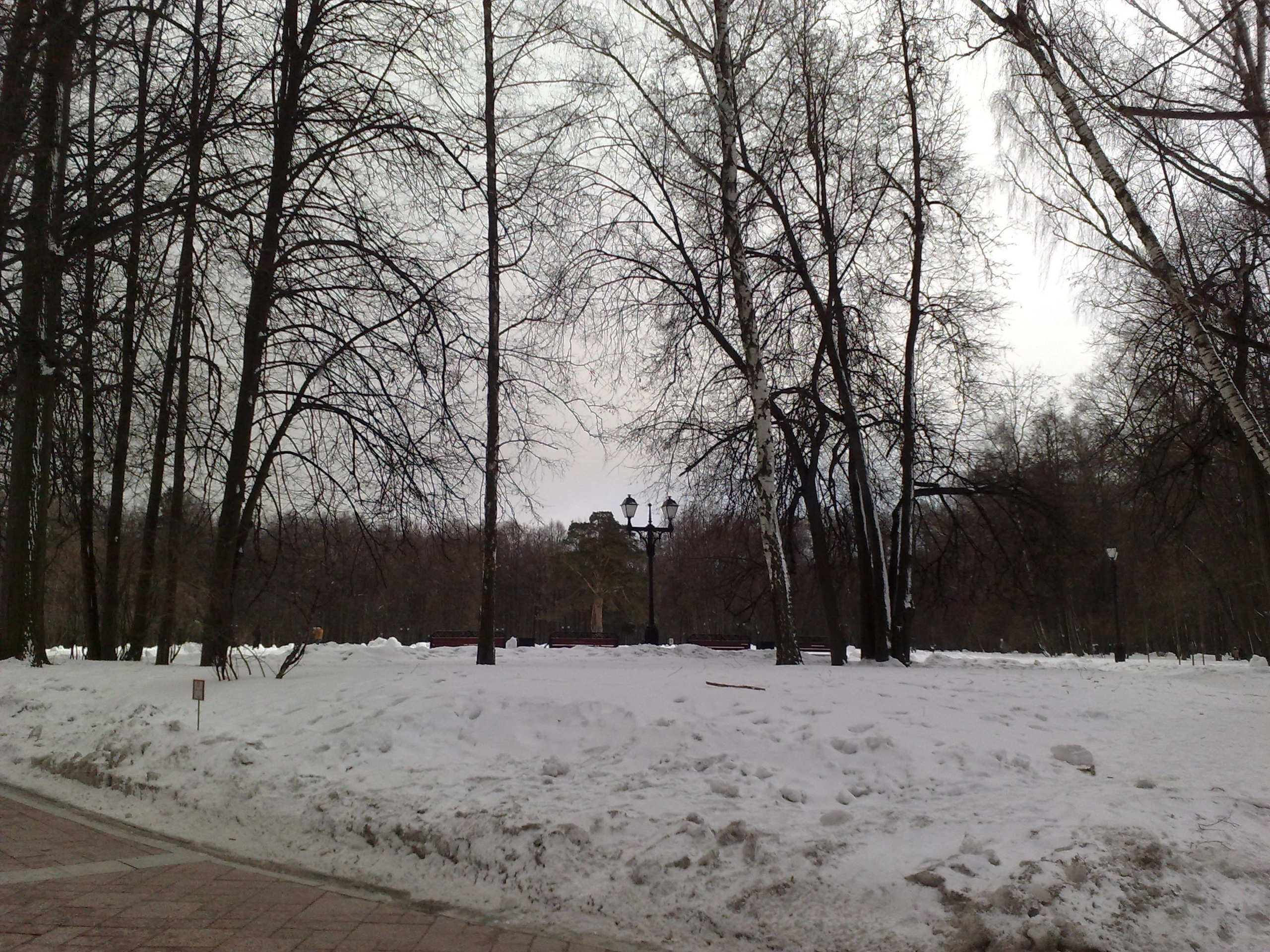 Царицино музей-усадьба. Питомник китайских хохлатых собак Poale Ell: купить щенка в питомнике