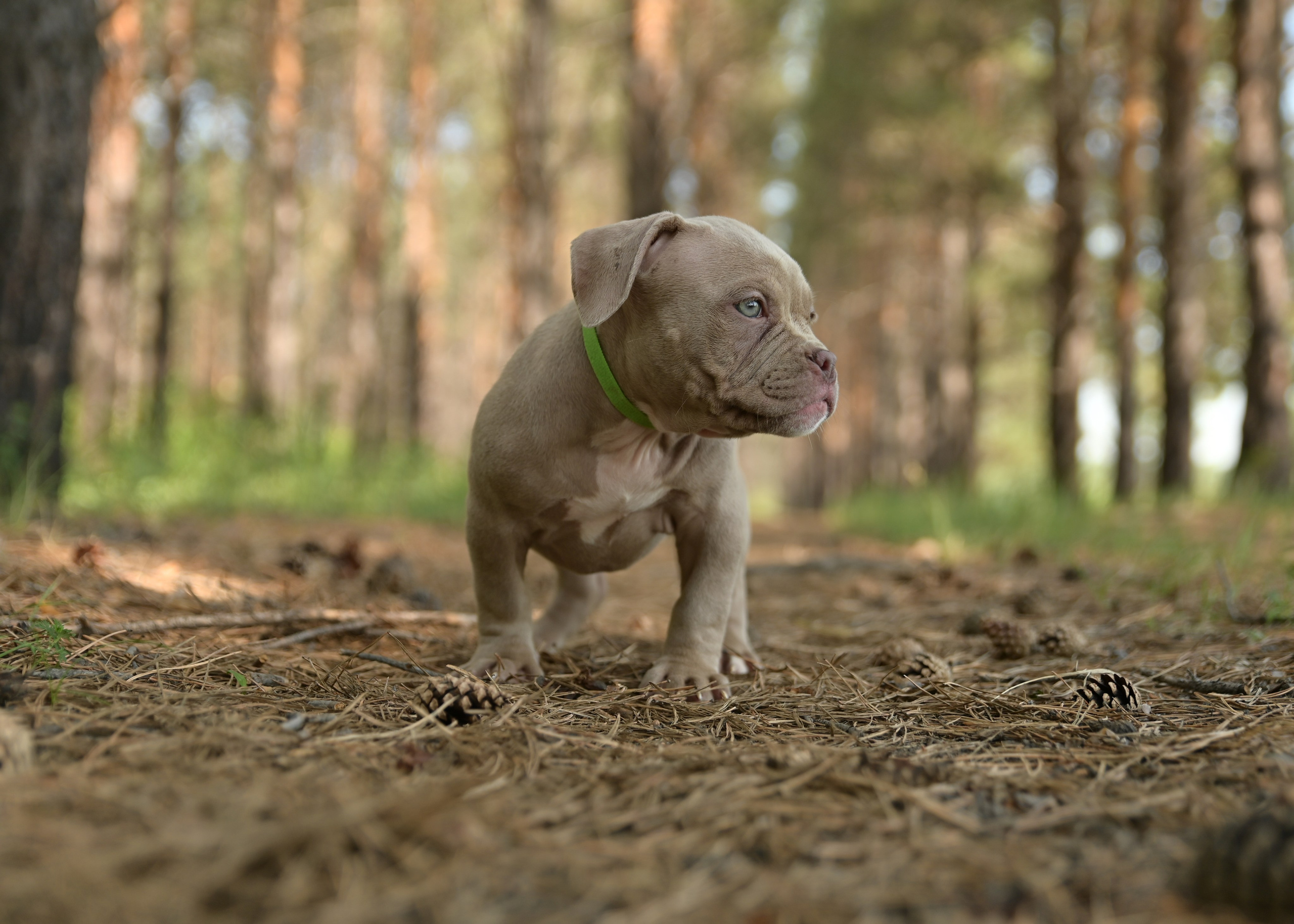 Свободные щенки Американский Булли в Иркутске. Питомник собак Иркутск