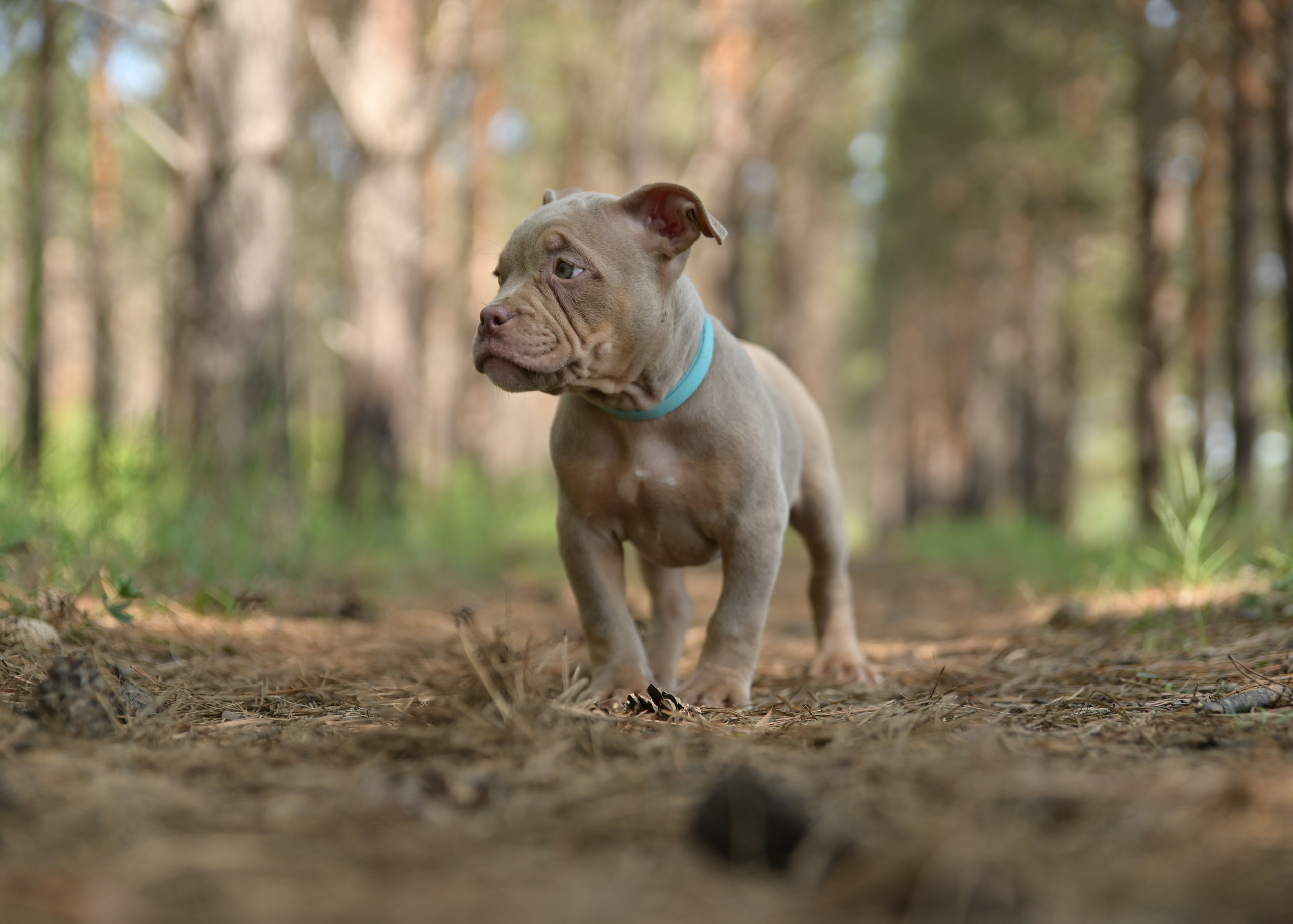 Свободные щенки Американский Булли в Иркутске. Питомник собак Иркутск