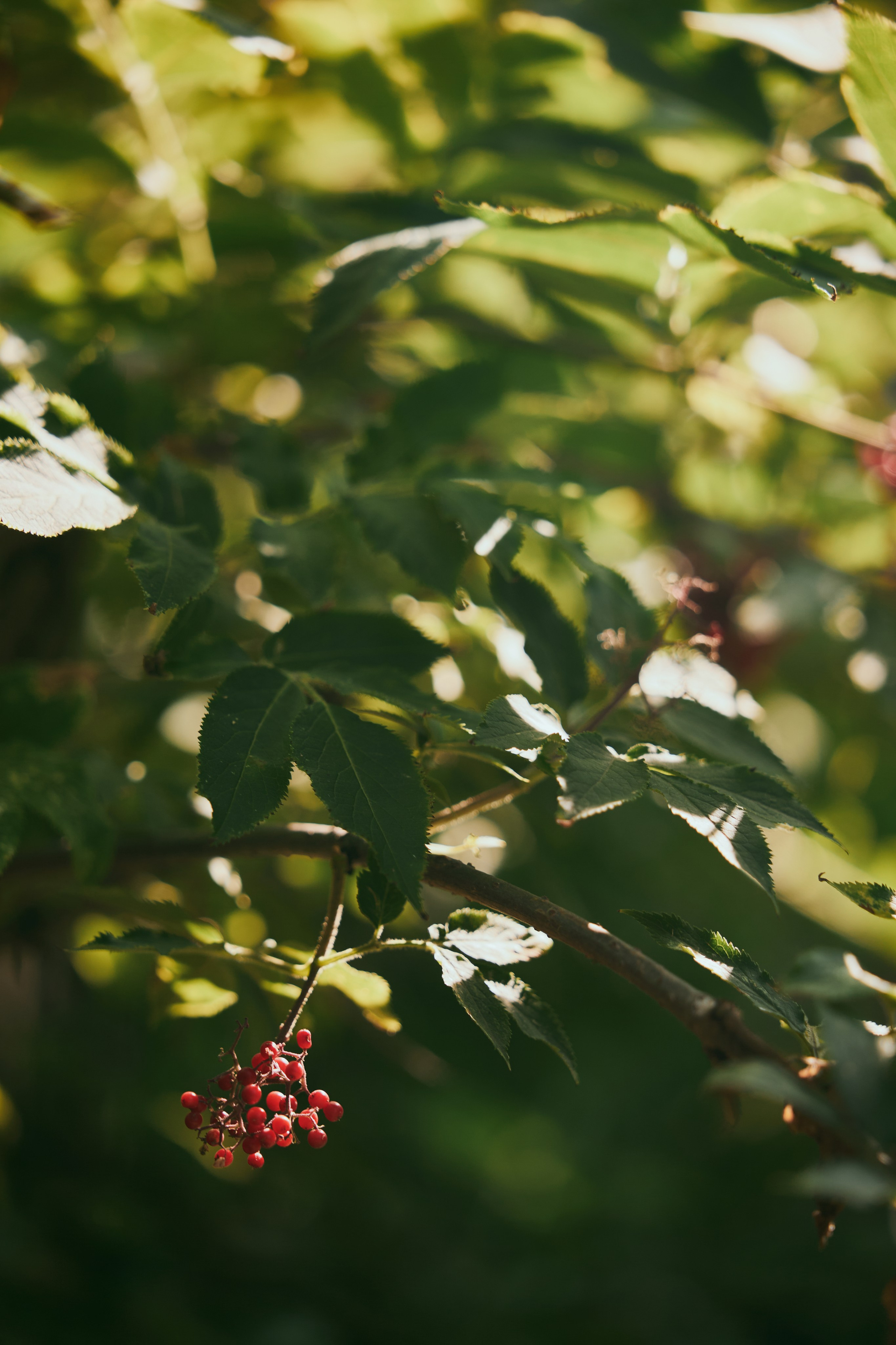 Завтрак в шляпках. Фотограф и видеограф в Кургане Леонид Корнильев