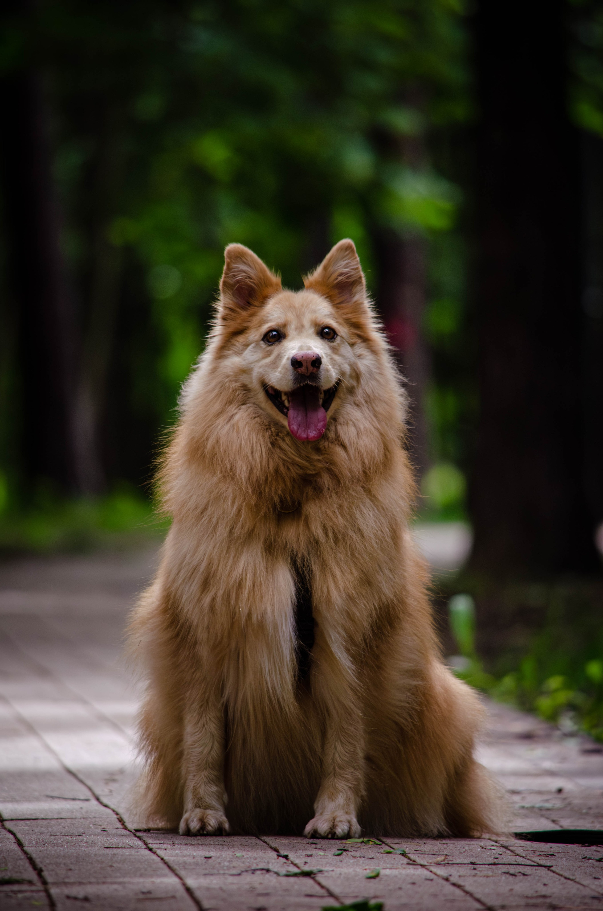 Мира и Чиж. Фотограф Светлана Блинова, Москва и Московская область