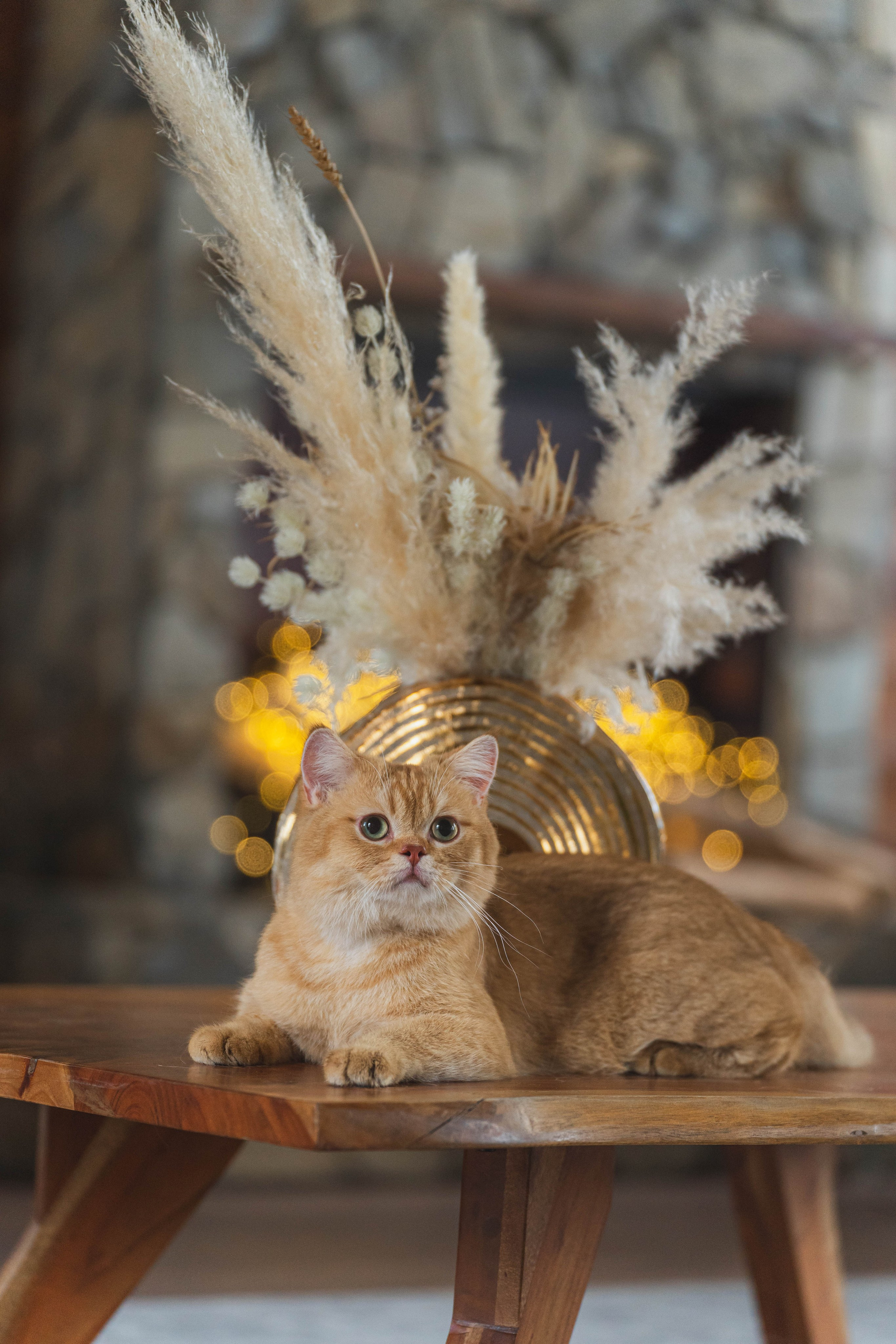 Питомник Шотландских кошек. Фотограф в Москве Ленарская Дарья