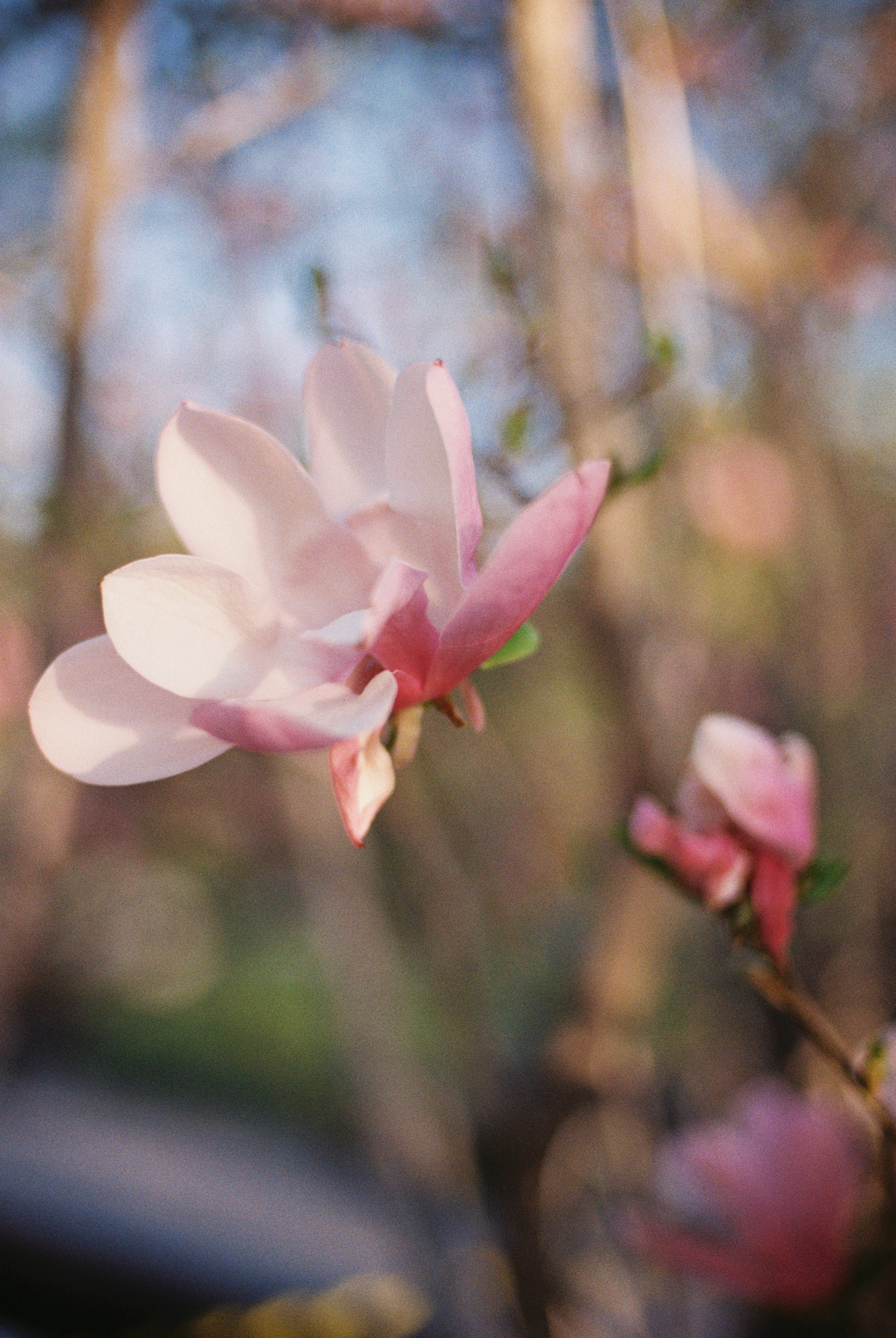 Ботанический сад, апрель 2026. Репортажный и портретный фотограф в Алматы — Дарья Фёдорова