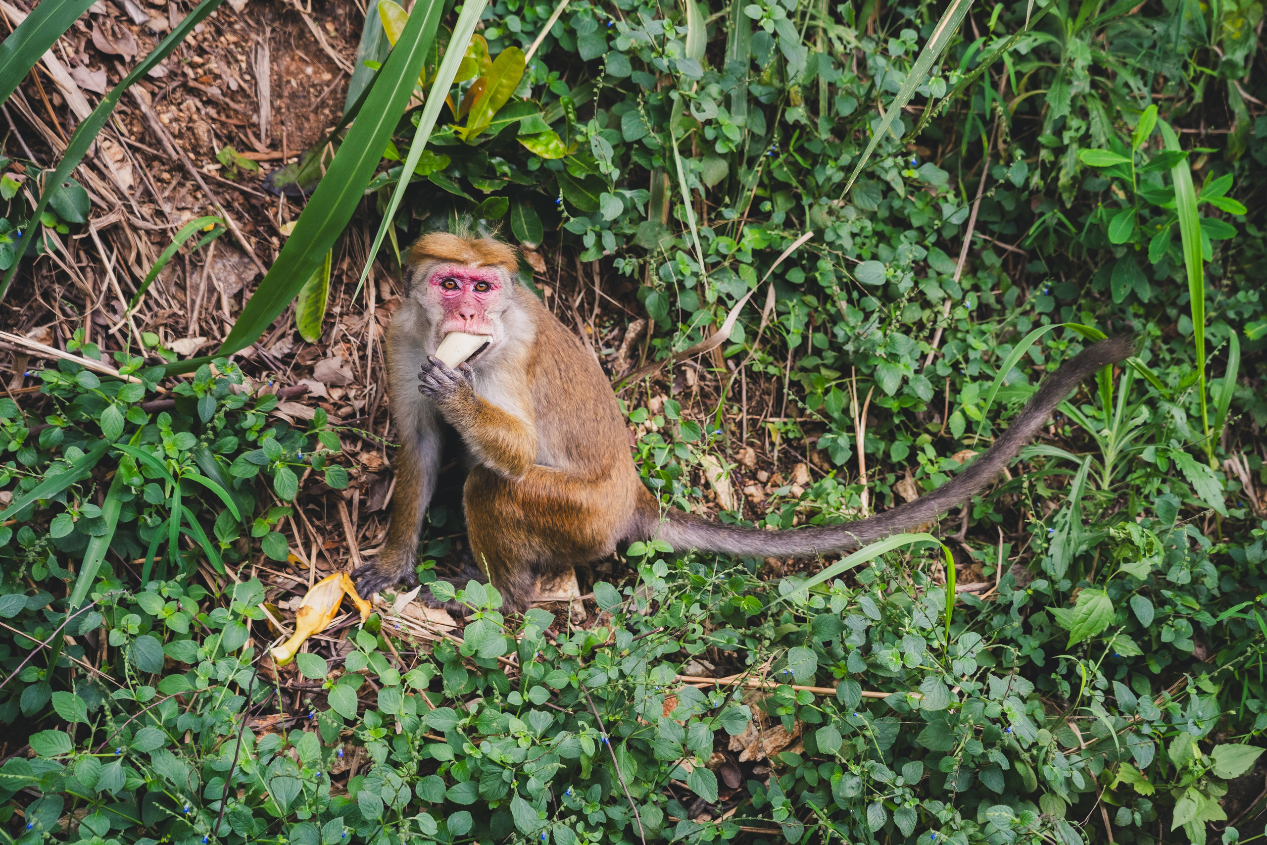 Шри-Ланка 2025. Легкая фотография