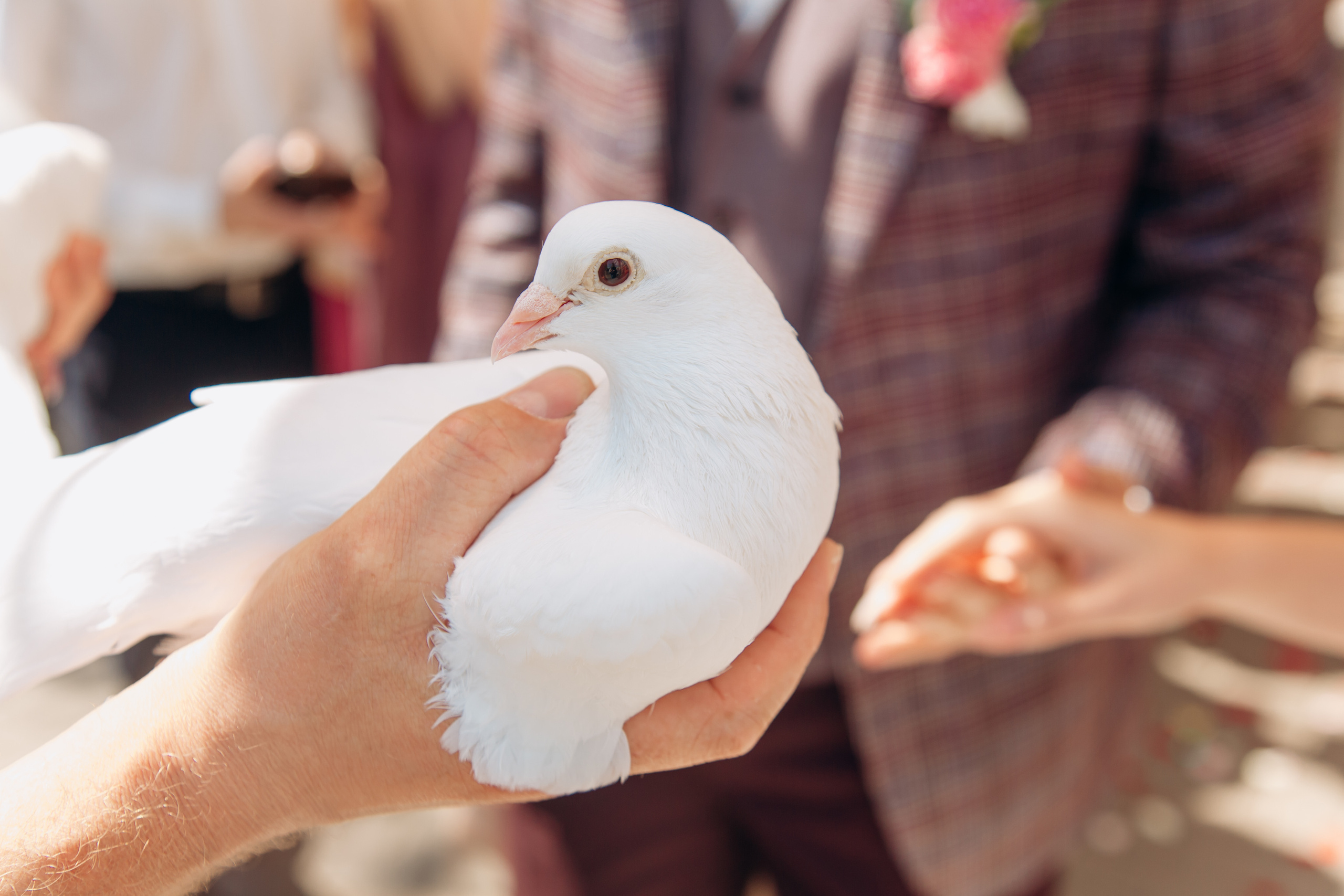 • Андрей & Анастасия •. Семейный и свадебный фотограф в Воронеже Майя Добровольская