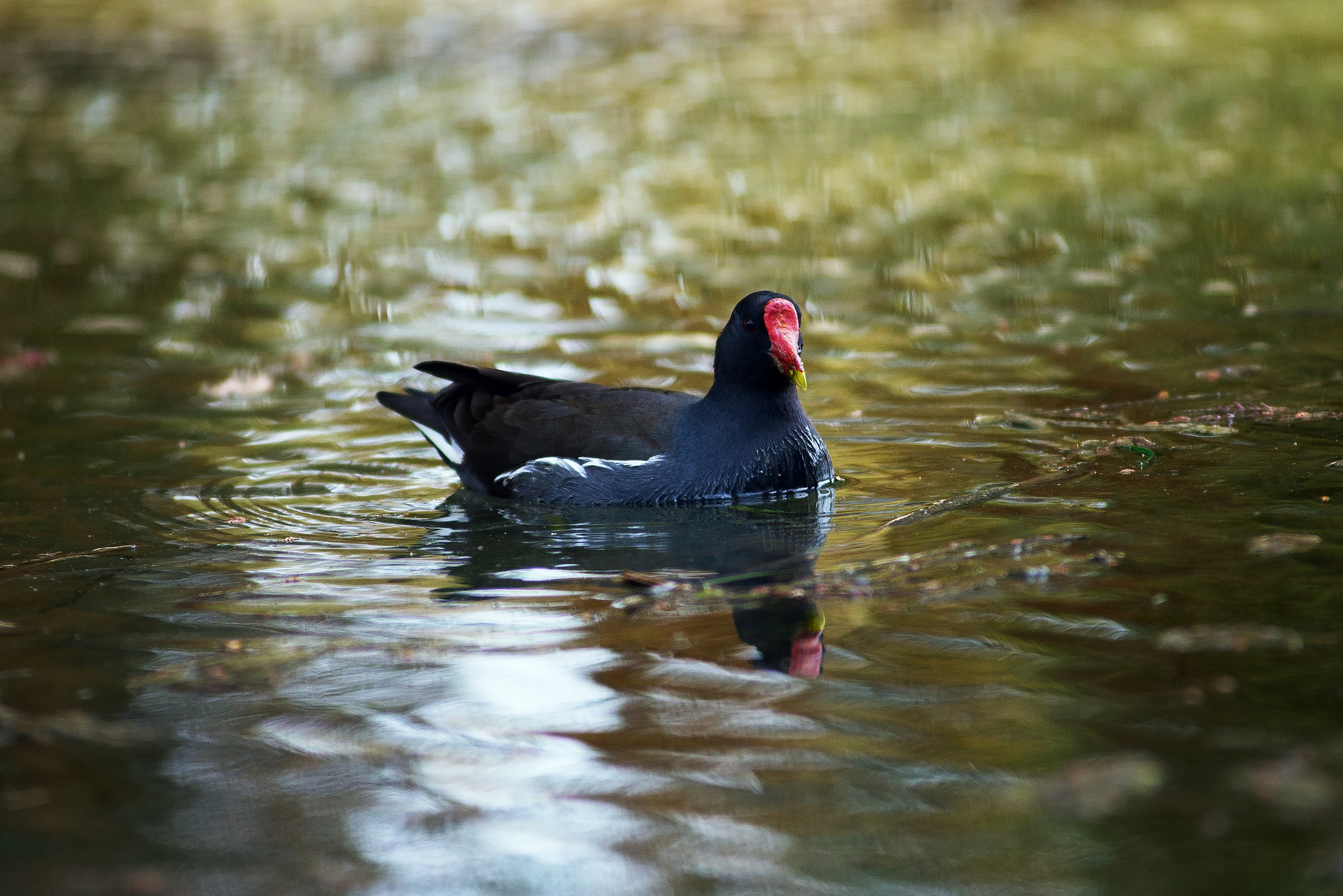Парк в Адлере «Южные культуры». Фотограф в Адлере, Сириусе, Красной Поляне — лавстори, семейные и индивидуальные фотосессии