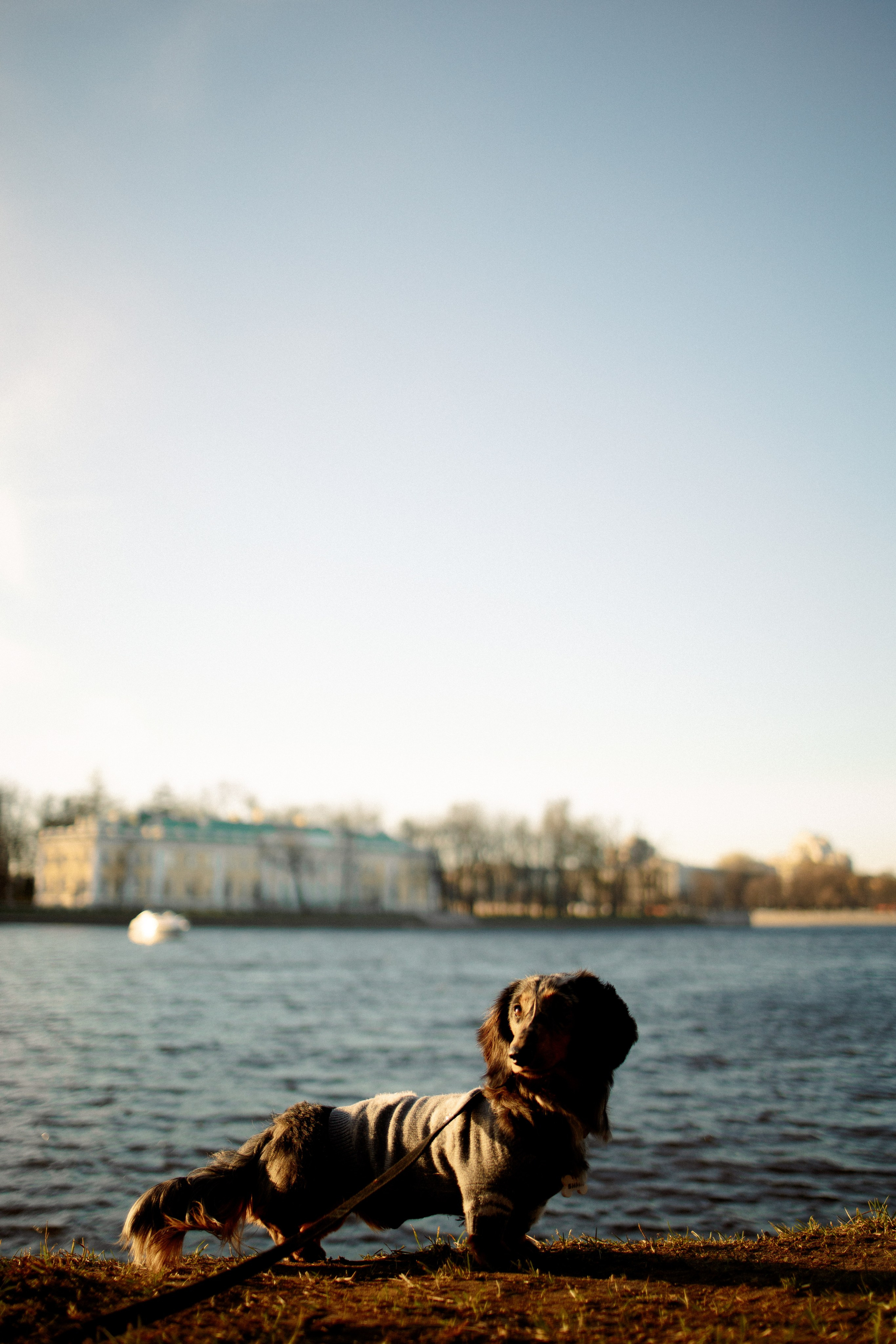 Одна прогулка из жизни Бимы. Семейный фотограф Питер •love-story•|Санкт-Петербург