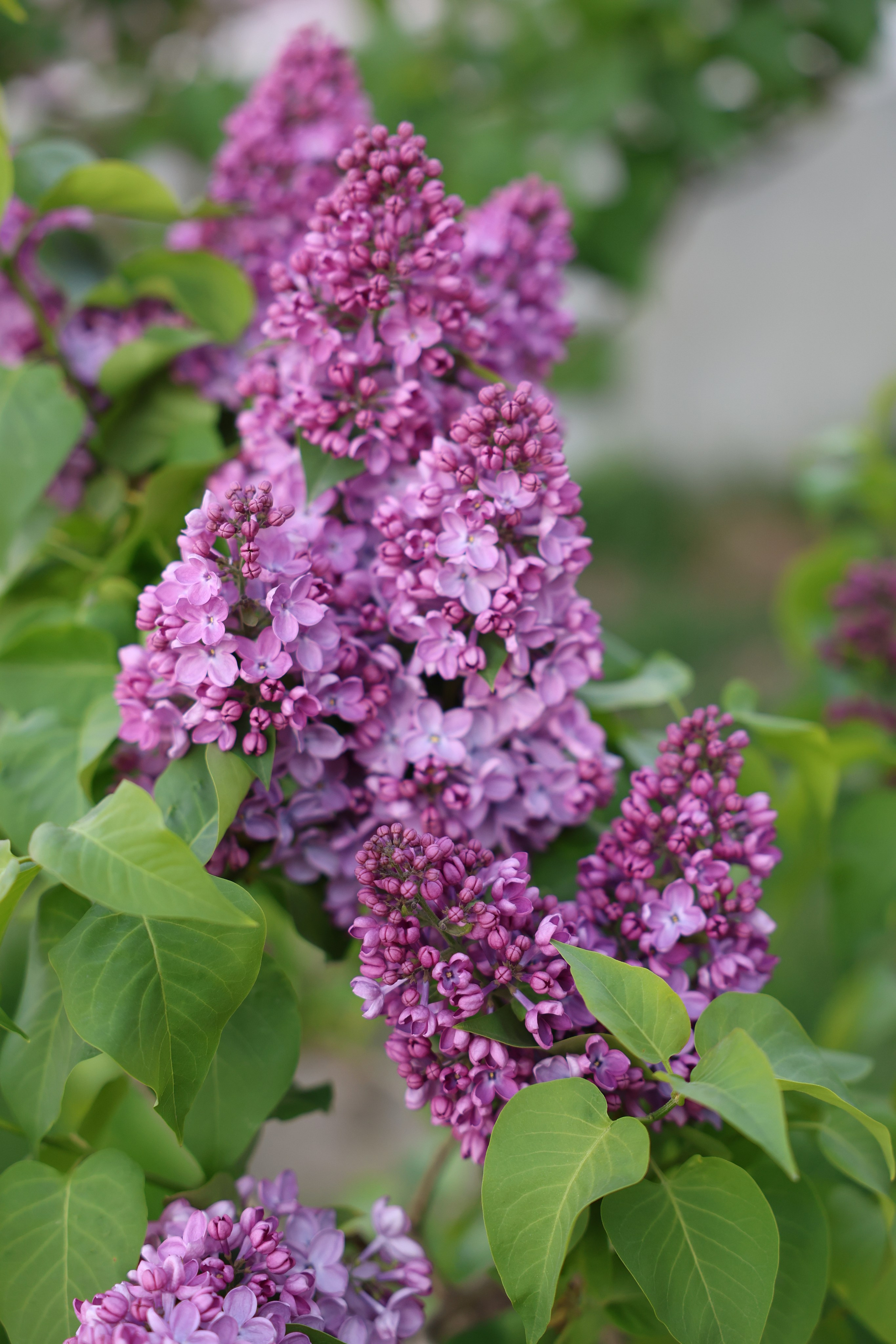 Катя, Мира и Полина. Прогулка в Москве. Ваш семейный newborn и lifestyle фотограф в СПБ Наталья Журавлева